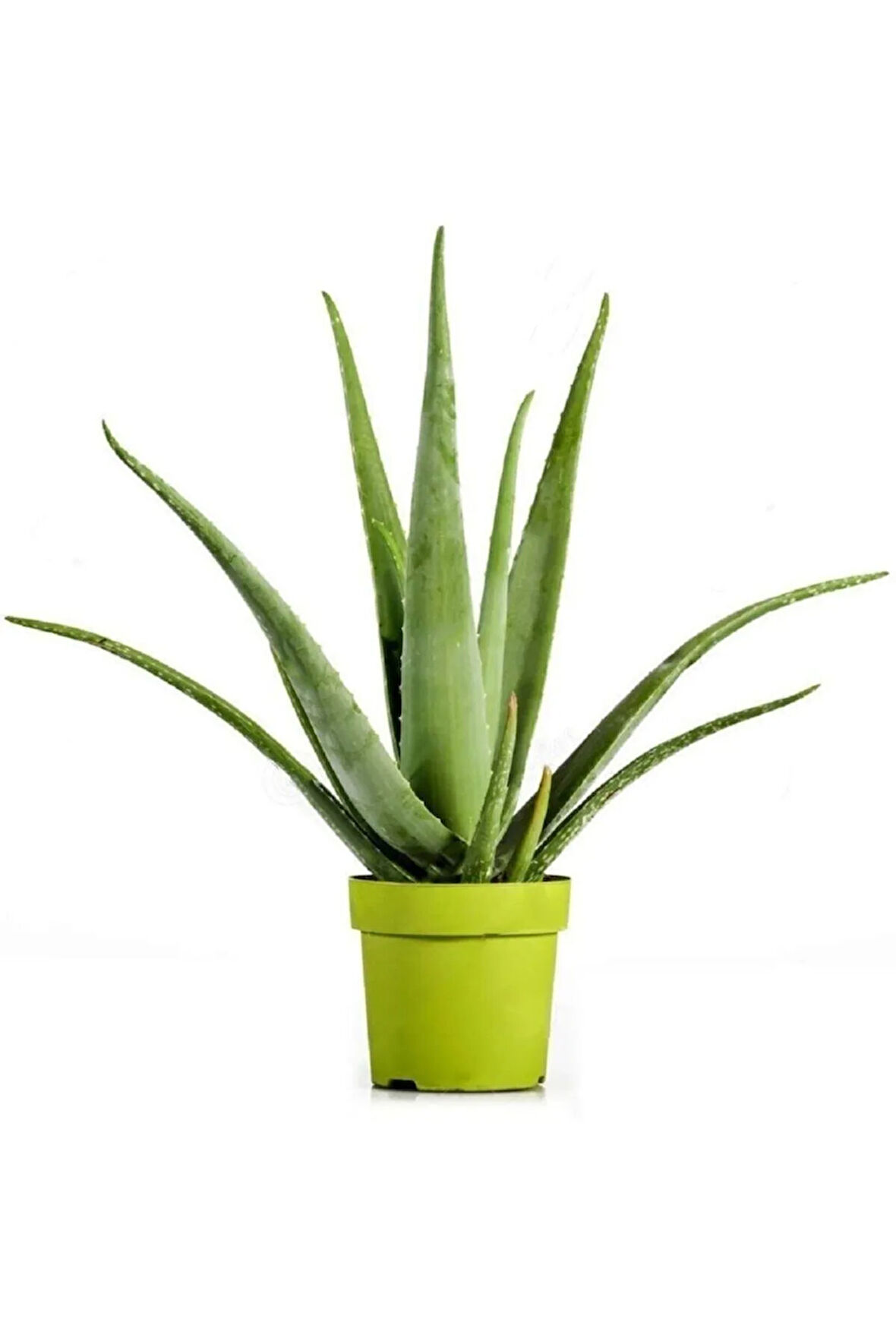Videolu Aloevera Çiçeği Bitkisi 20-30 Cm Saksılı Iç Mekan Bitkileri Aloe Barbadensis Miller