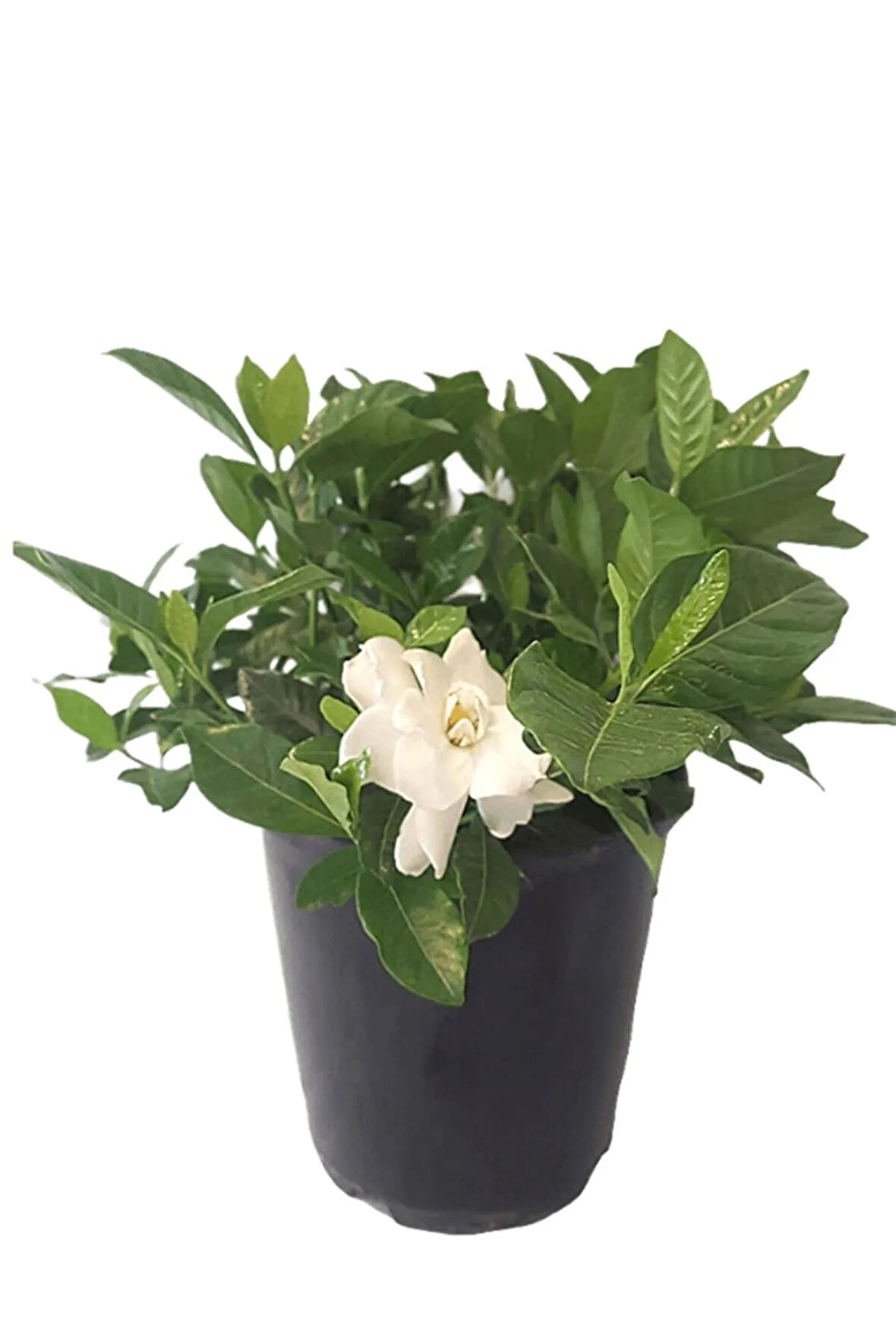 Videolu Anneler Gününe Özel Gardenya (30 50 CM)1 Adet Saksılı Iç Mekan Bitkisi Gardenia