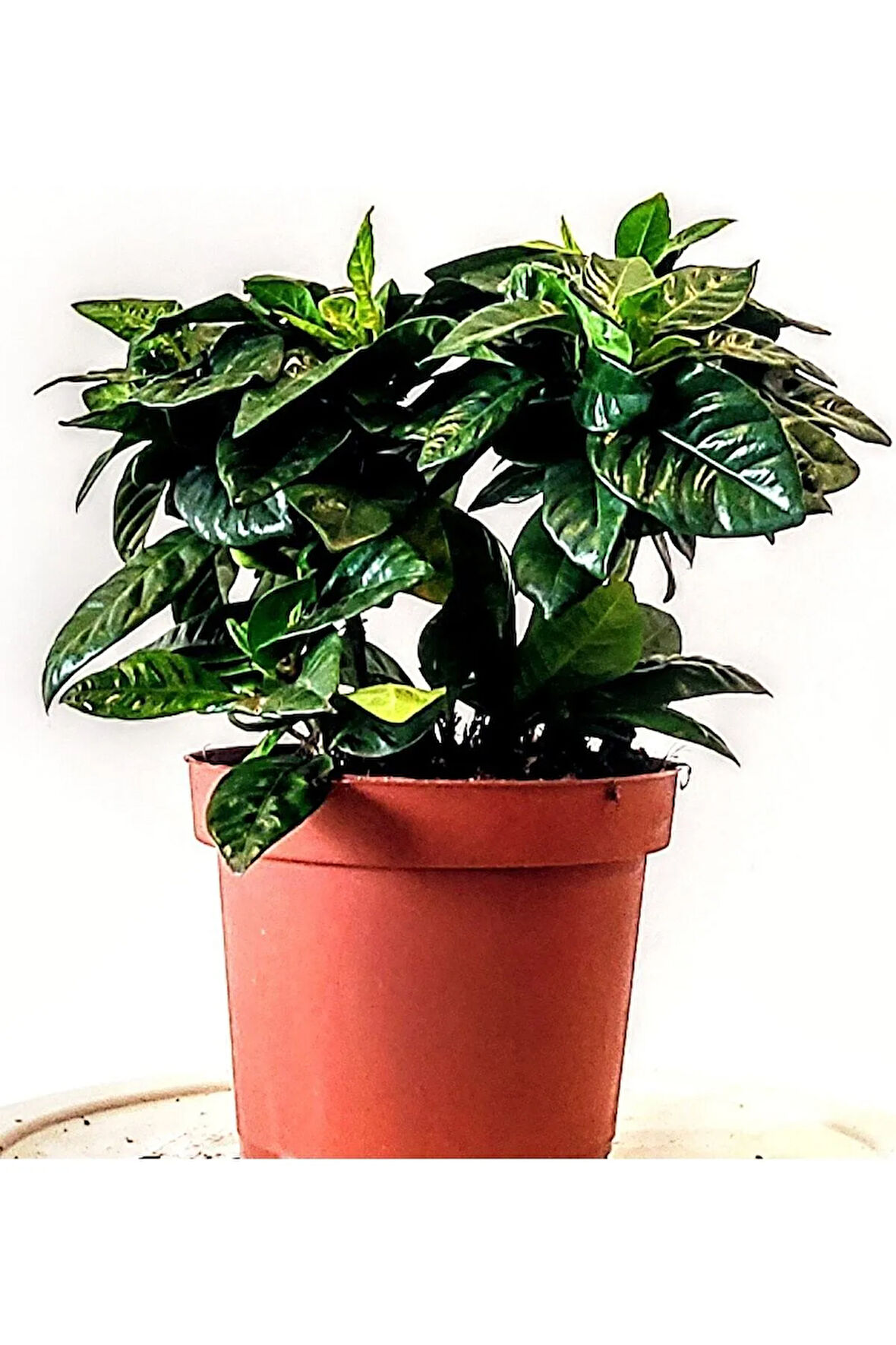 Videolu Gardenya Çiçeği Temizlik Simgesi (20 50 CM)1 Adet Saksılı Iç Mekan Bitkisi Gardenia