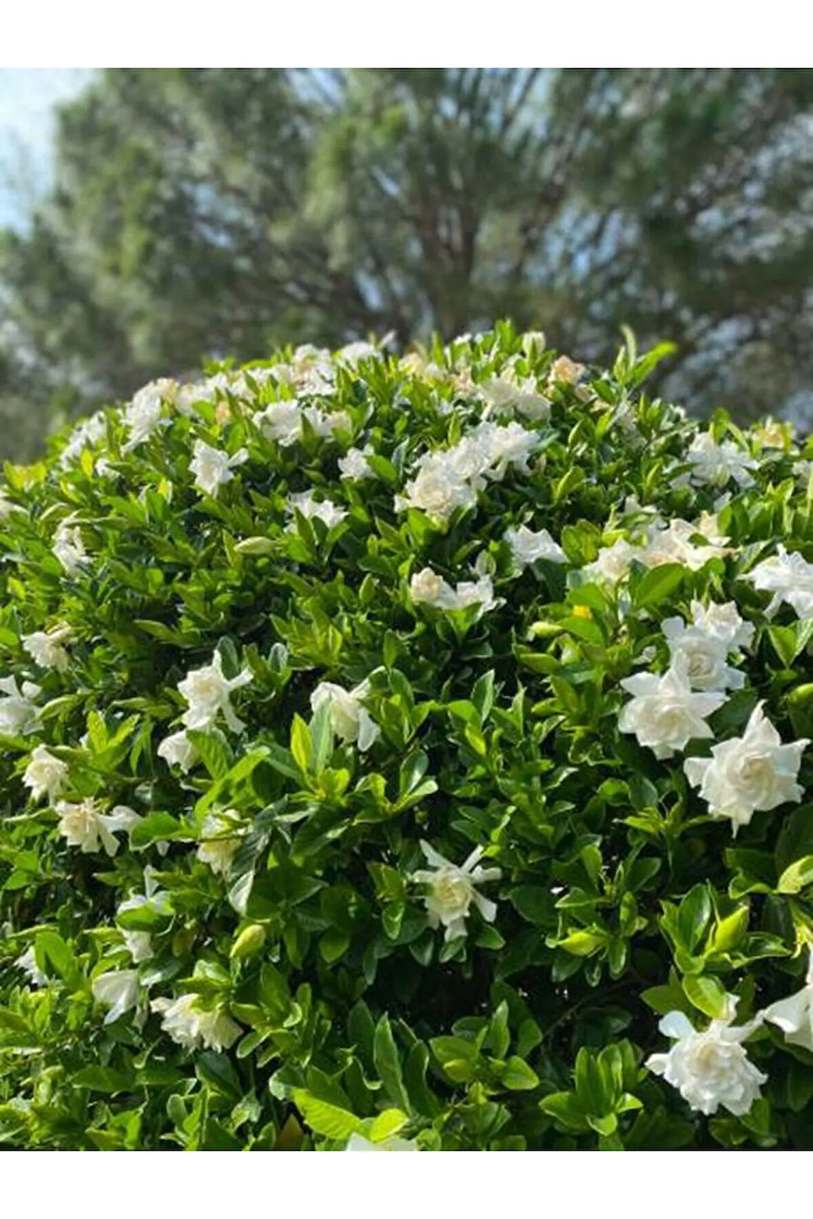 Videolu Kokulu Gardenya Çiçeği (40 60 CM)1 Adet Saksılı Çiçekli Iç/ Dış Mekan Bitkisi Gardenia