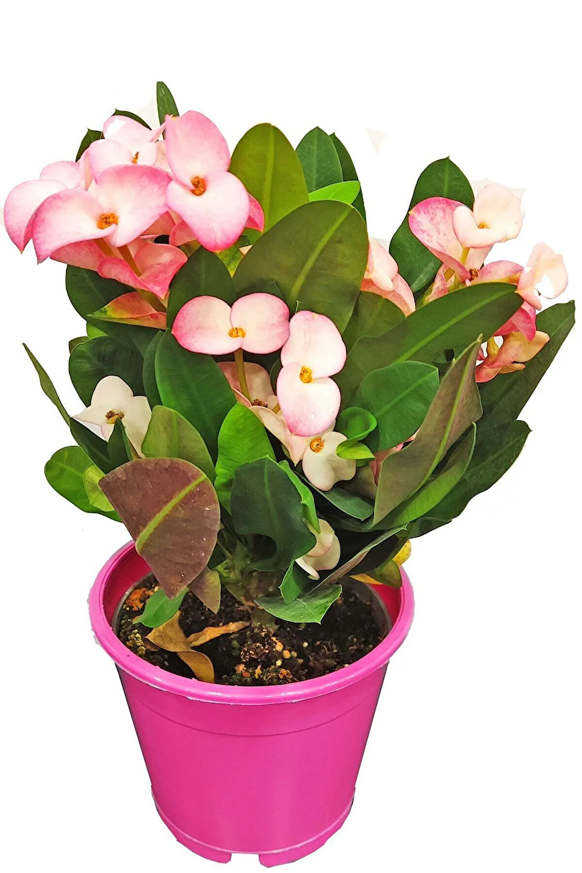 Çok Avantajlı Alacalı Pembe -pink Euphorbia Milii Dikenler Tacı Çiçekli Kaktüs