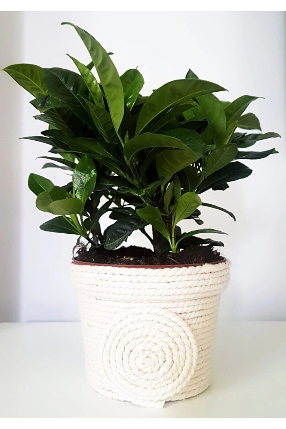 Videolu Anneler Gününe Özel Gardenya (25 40 CM)1 Adet Saksılı Ofis Iç Mekan Bitkisi Gardenia