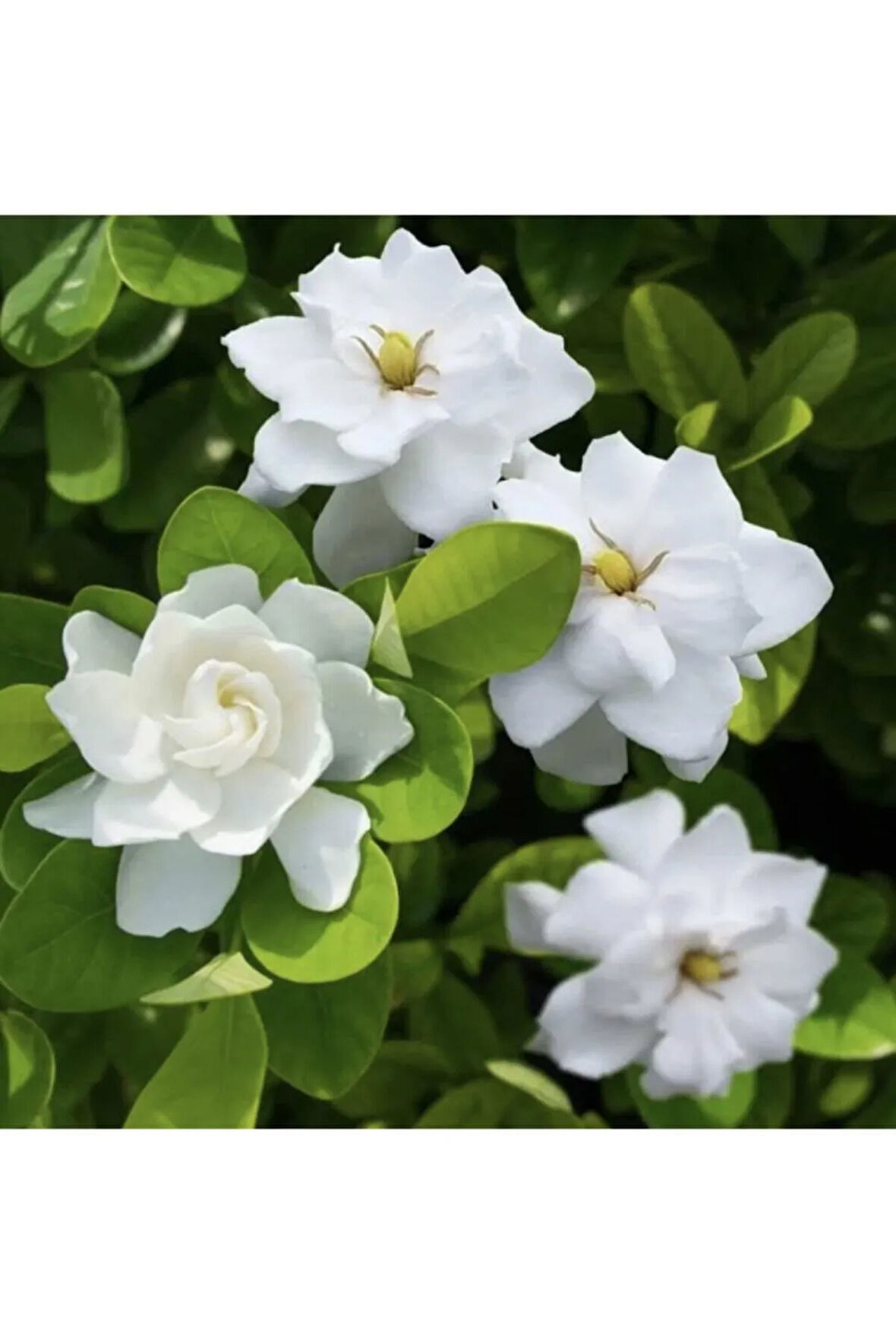 Videolu 1 Adet Hoş Kokulu Gardenya Çiçeği Ofis Bitkisi 25-35 Cm Saksılı Iç Mekan Bitki Gardenia