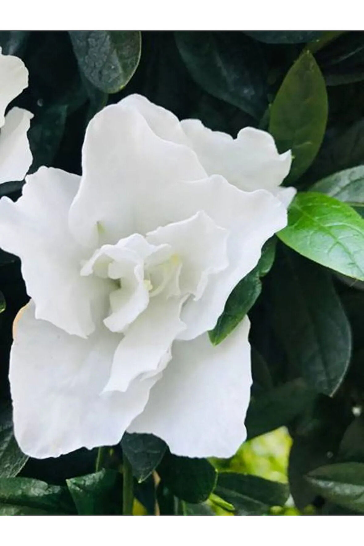 Videolu 1 Adet Hediyelik Mis Kokulu Gardenya Çiçeği 25-35 Cm Saksılı Iç Mekan Gardenia