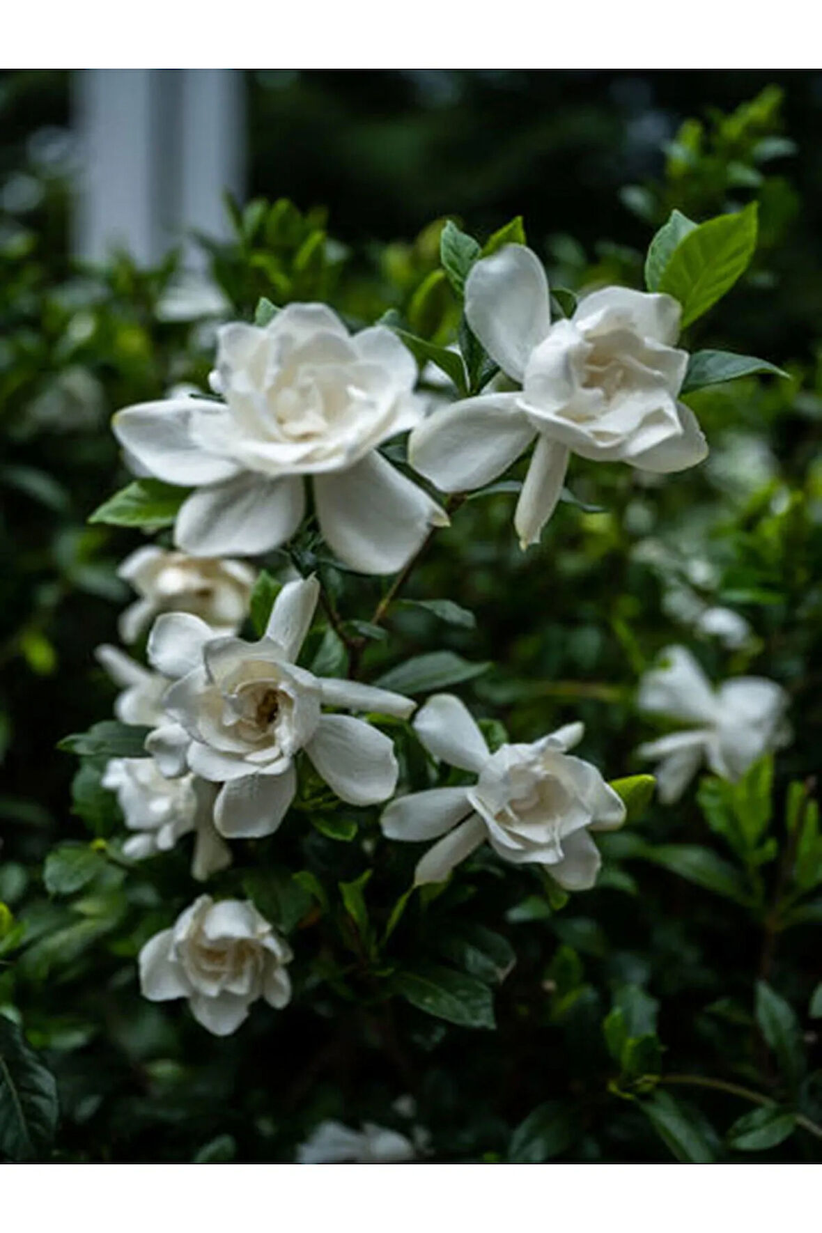 Videolu 1 Adet Doğum Günü Hediyesi Mis Kokulu Gardenya Çiçeği 25-40 Cm Saksılı Iç Mekan Gardenia