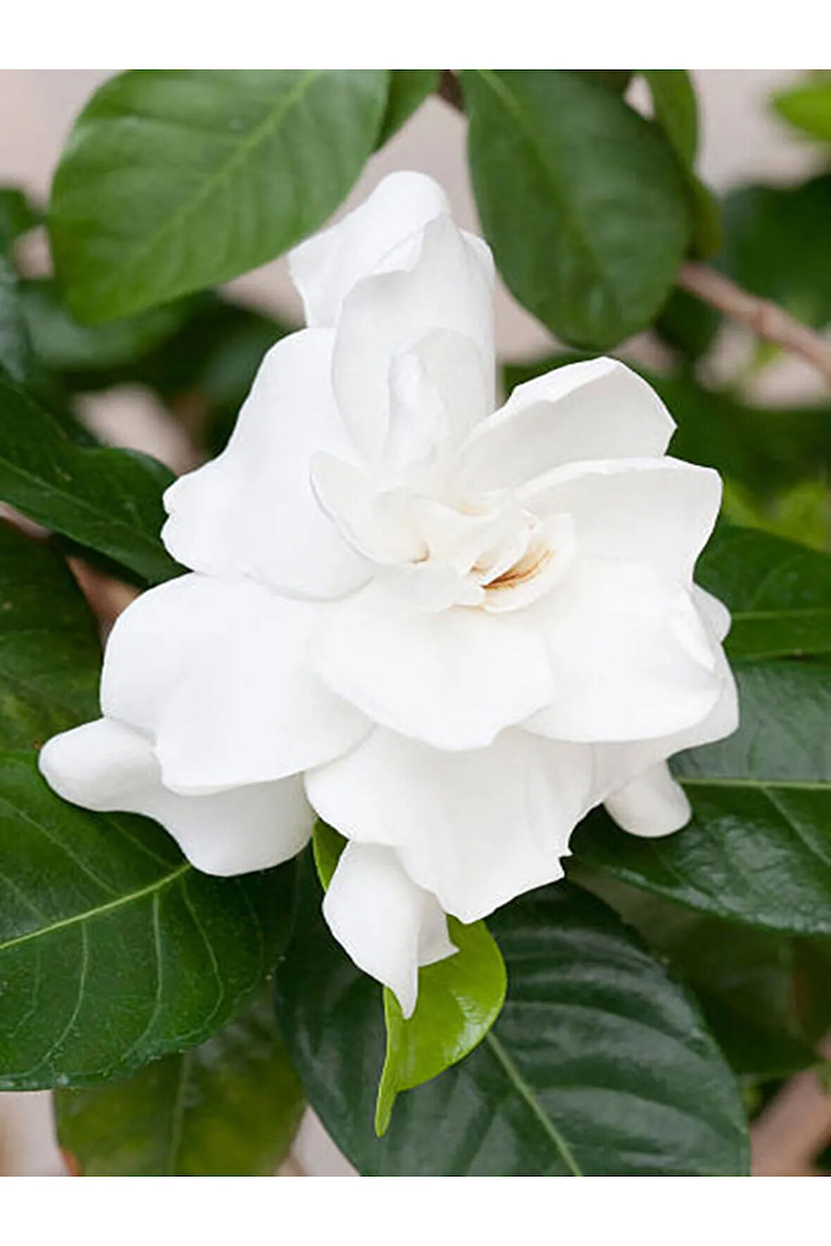 Videolu 1 Adet Salon Hediyesi Yoğun Kokulu Gardenya Çiçeği 20-40 Cm Saksılı Iç Mekan Gardenia