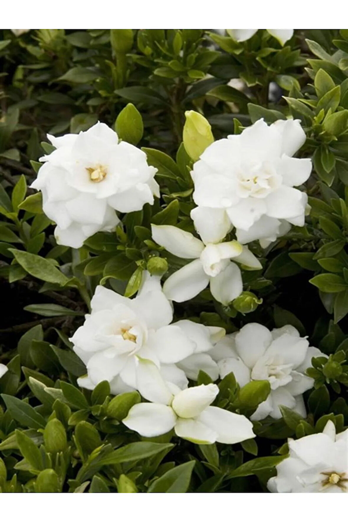 Videolu 1 Adet Hediyelik Yoğun Kokulu Gardenya Çiçeği 20-30 Cm Saksılı Iç Mekan Bitkileri Gardenia