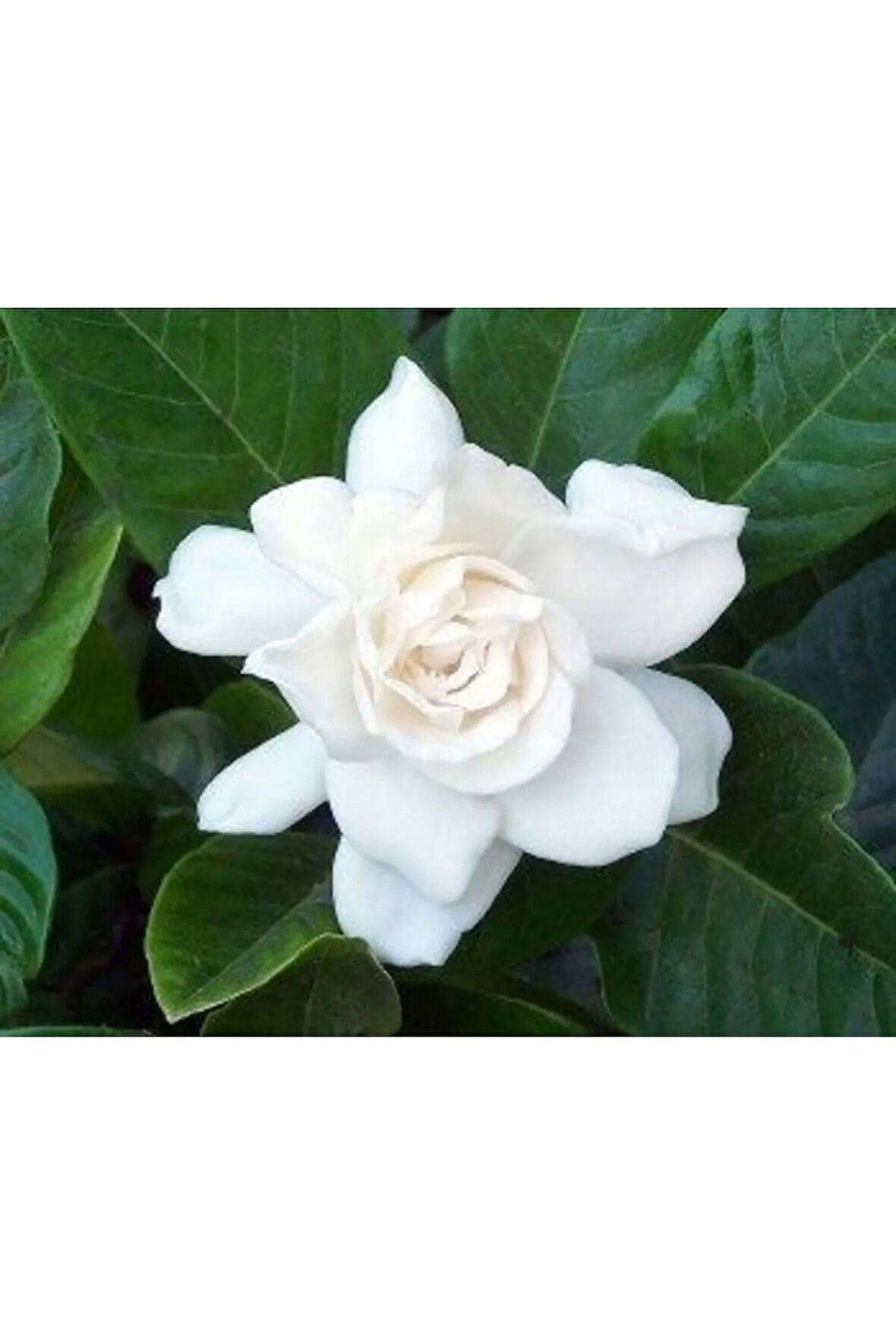 Videolu 1 Adet Ithal Kokulu Gardenya Çiçeği Ofis Bitkisi 15-30 Cm Saksılı Iç Mekan Bitki Gardenia