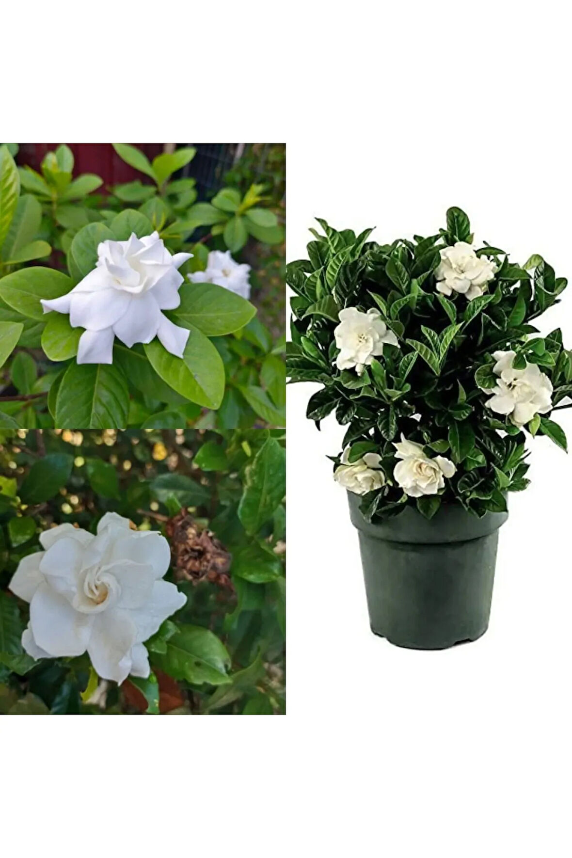 Videolu 1 Adet Müthiş Kokulu Gardenya Çiçeği 20-40 Cm Saksılı Iç Mekan Bitkileri Gardenia