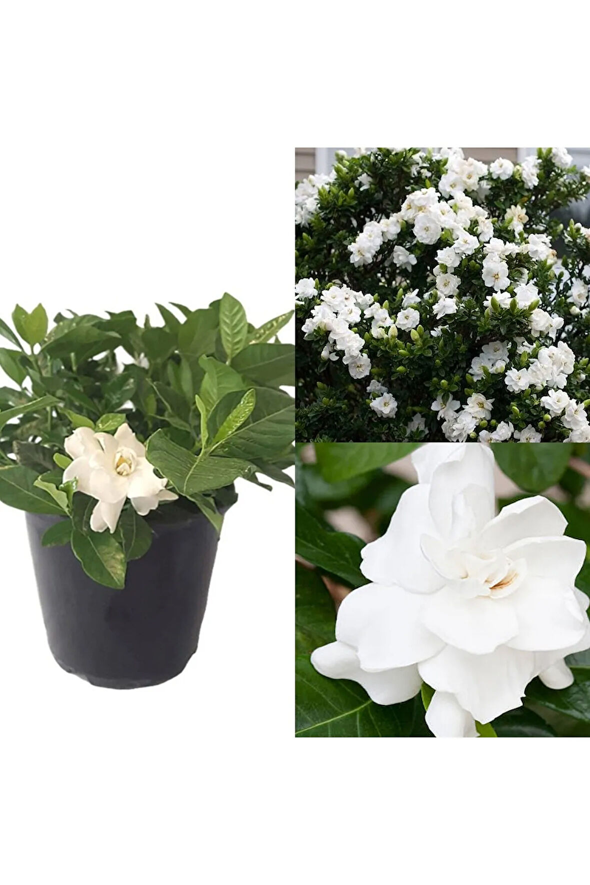 Videolu 1 Adet Salon Hediyesi Müthiş Kokulu Gardenya Çiçeği 20-40 Cm Saksılı Iç Mekan Gardenia