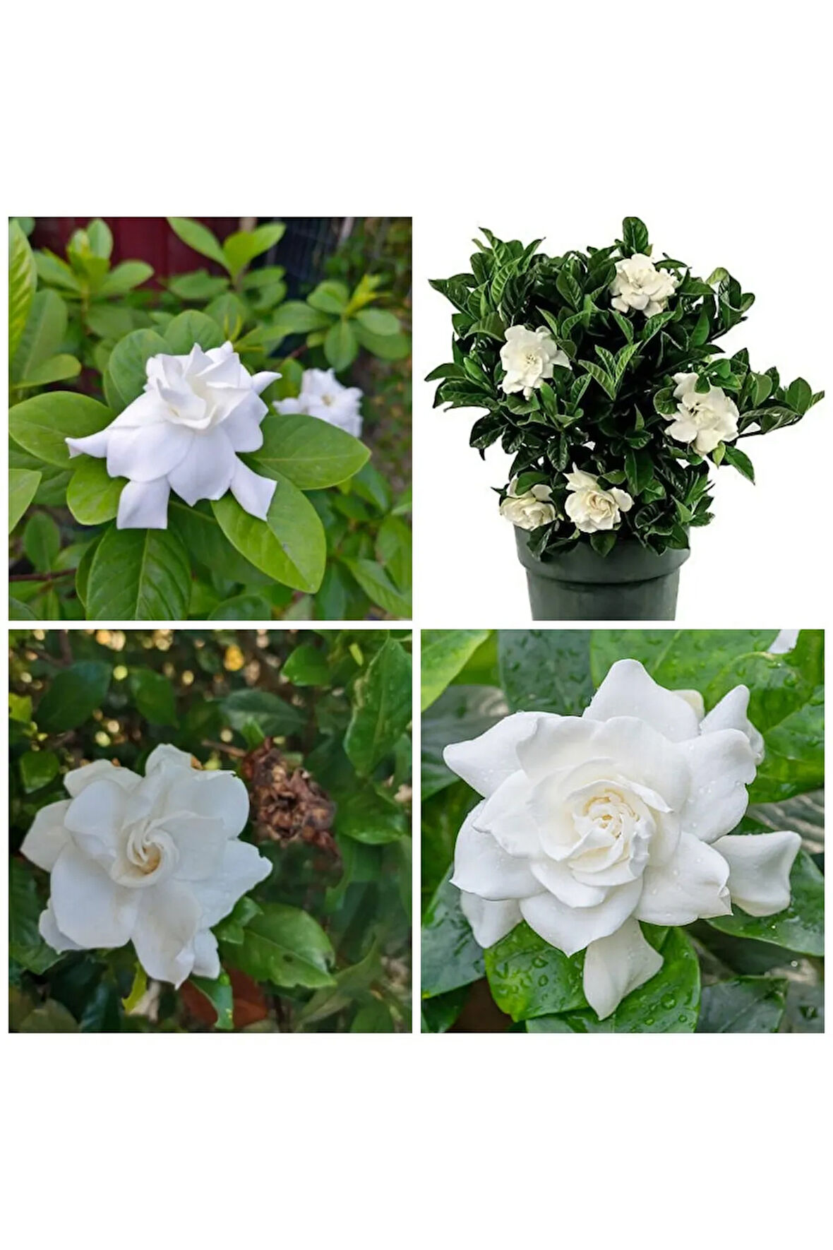Videolu 1 Adet Müthiş Kokulu Gardenya Çiçeği 20-30 Cm Saksılı Iç Mekan Bitkileri Gardenia