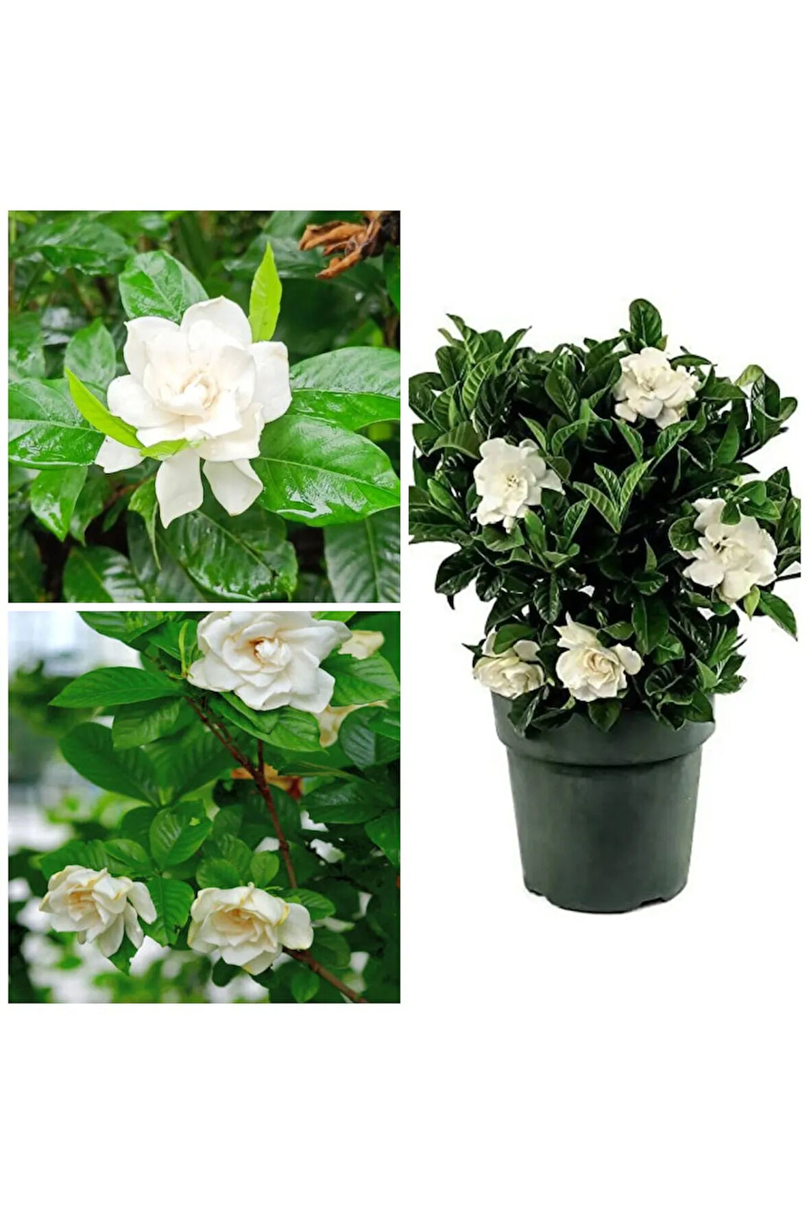 Videolu 1 Adet Çiçekli Müthiş Kokulu Gardenya Çiçeği 20-30 Cm Saksılı Iç Mekan Bitkileri Gardenia