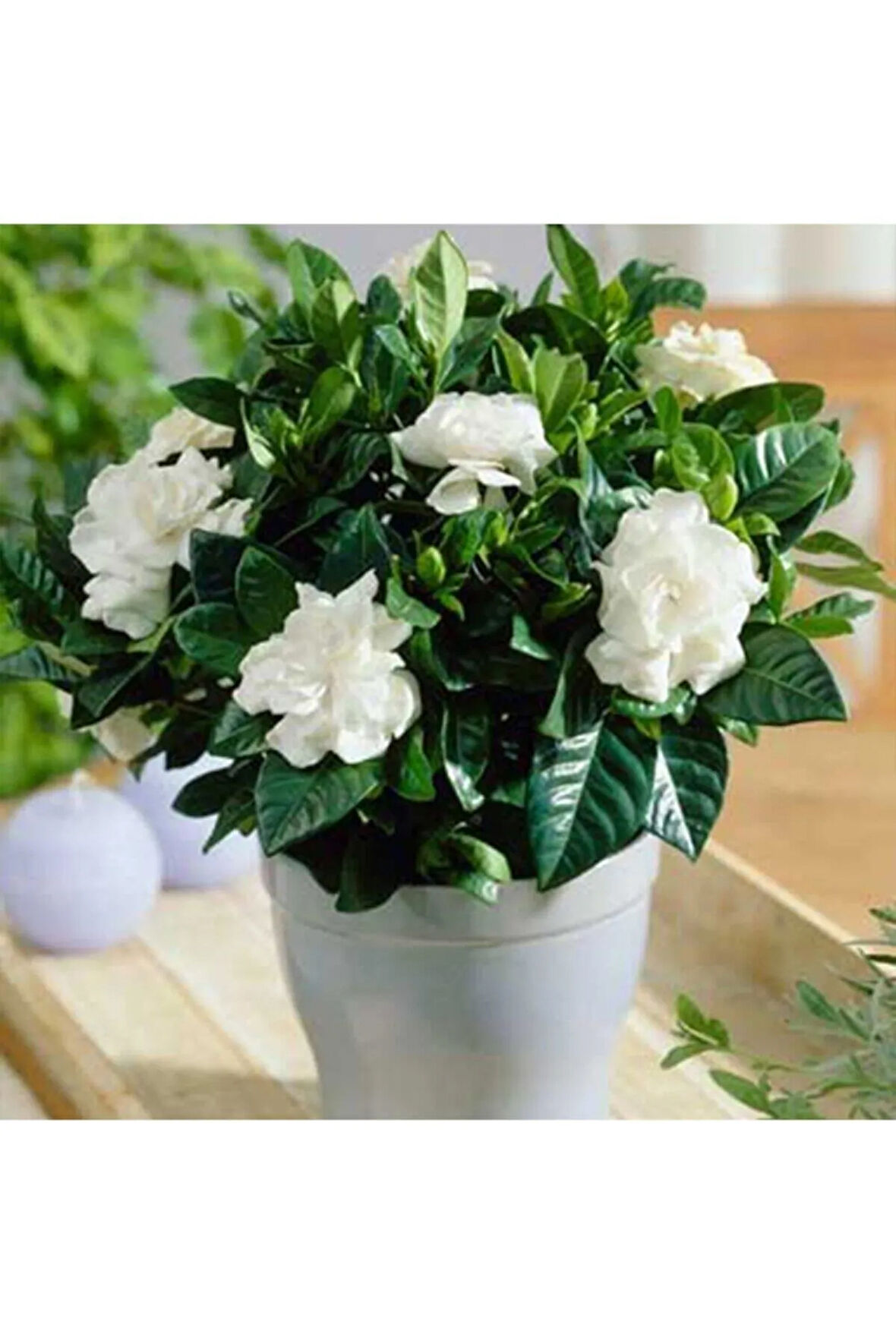 Videolu 1 Adet Çiçekli Müthiş Kokulu Gardenya Çiçeği 20-35 Cm Saksılı Iç Mekan Bitkileri Gardenia