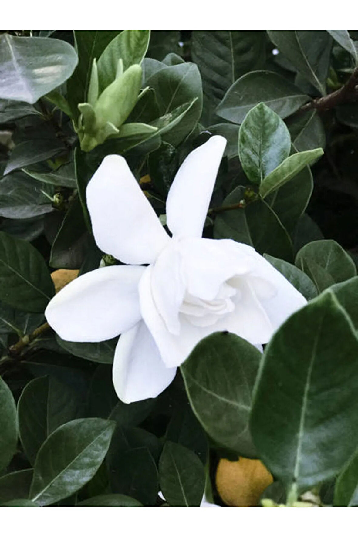 Videolu 1 Adet Çiçekli Mis Kokulu Gardenya Çiçeği 20-35 Cm Saksılı Iç Mekan Bitkileri Gardenia