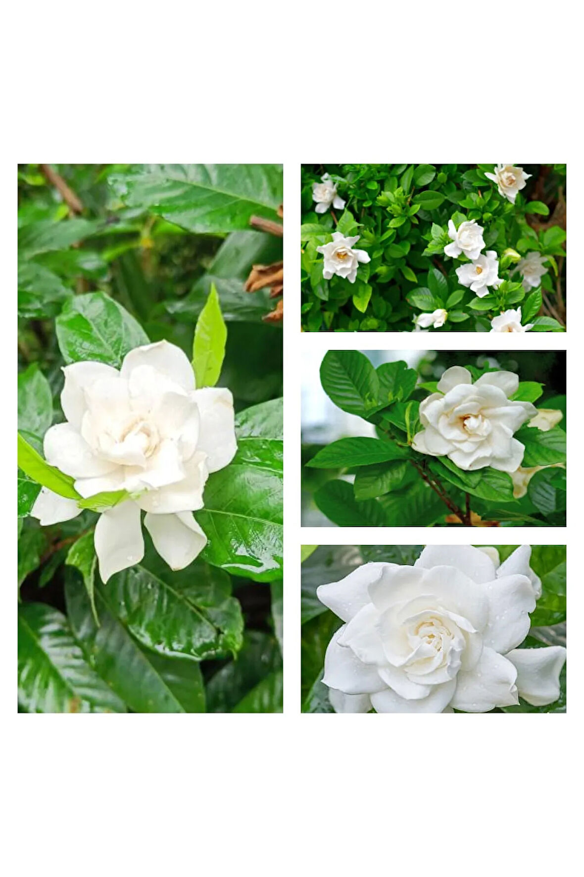 Videolu 1 Adet Çok Çiçekli Gardenya Çiçeği 20-35 Cm Saksılı Iç Mekan Bitkileri Gardenia