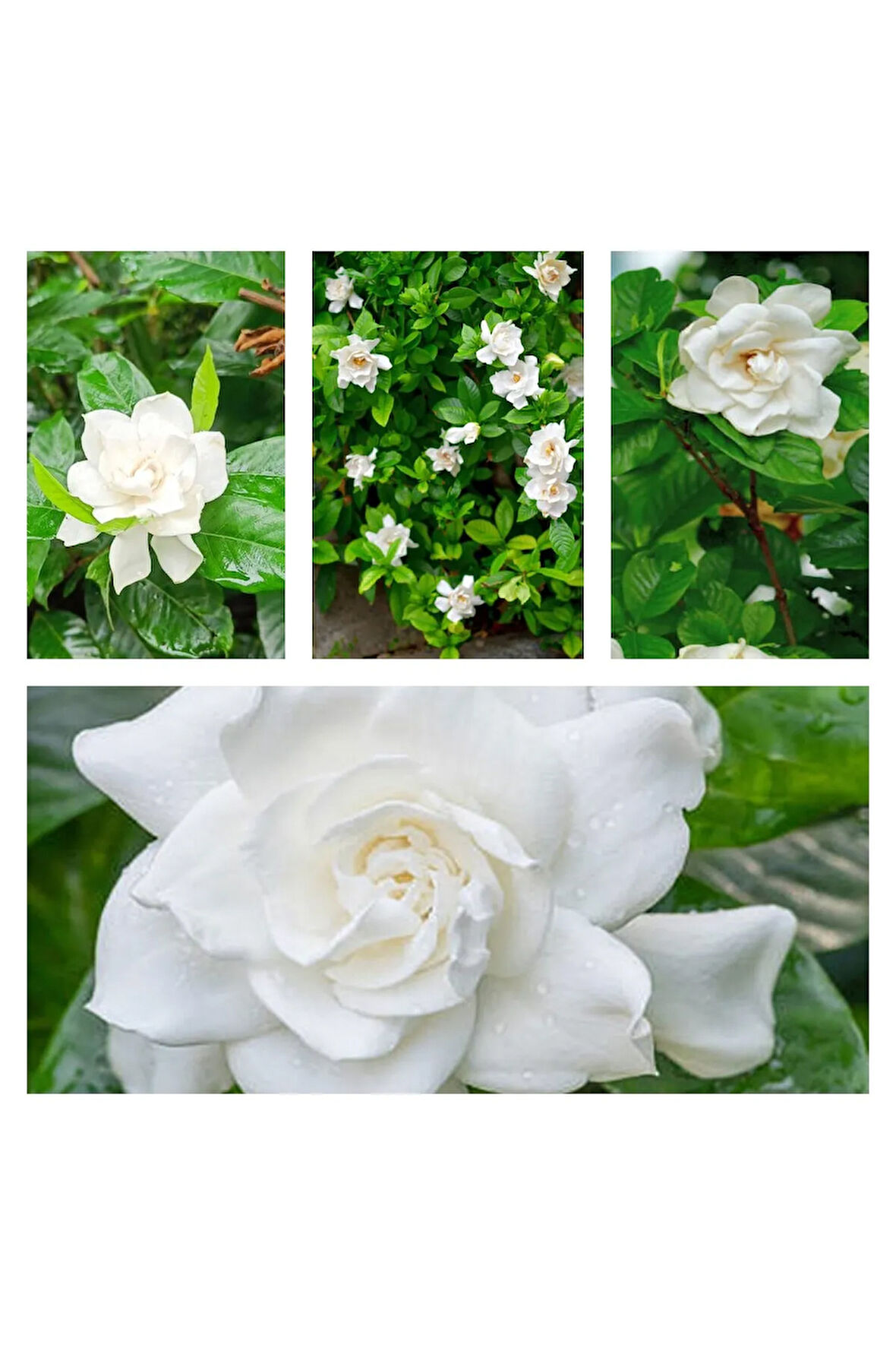 Videolu 1 Adet Çok Çiçekli Mis Kokulu Gardenya Çiçeği 20-35 Cm Saksılı Iç Mekan Bitkileri Gardenia