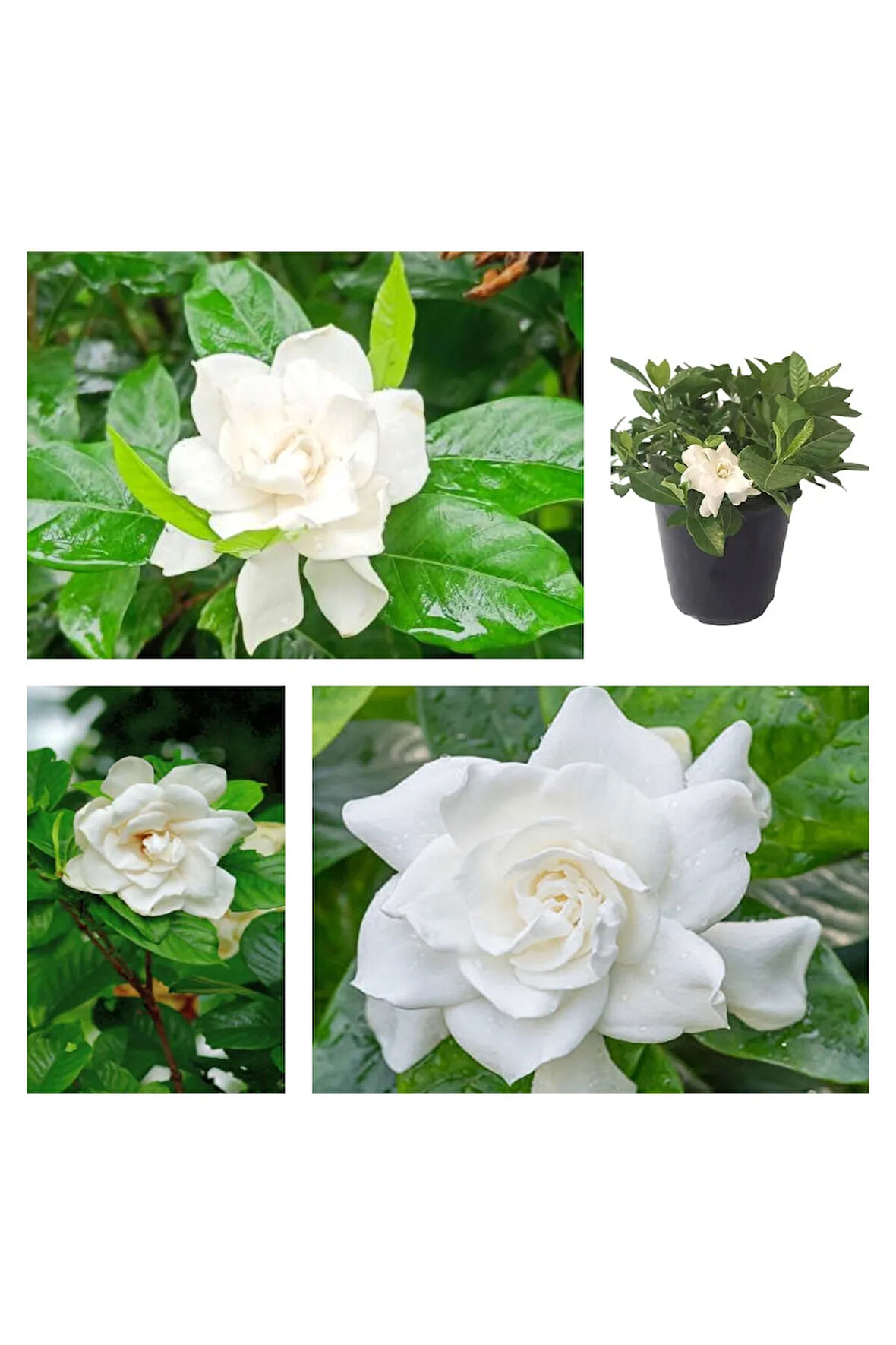 Videolu 1 Adet Beyaz Çiçekli Mis Kokulu Gardenya Çiçeği 20-35 Cm Saksılı Iç Mekan Bitkileri Gardenia