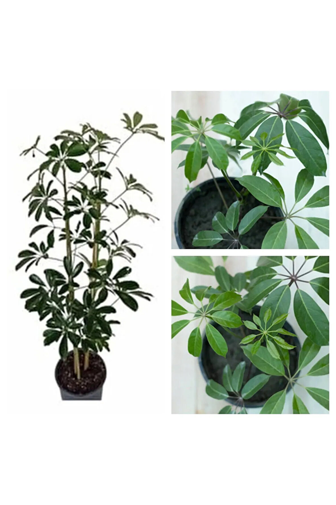 Videolu 2 Dal Yeşil Şeflera Çiçeği 30-40 Cm Saksılı Iç Mekan Bitkileri Schefflera