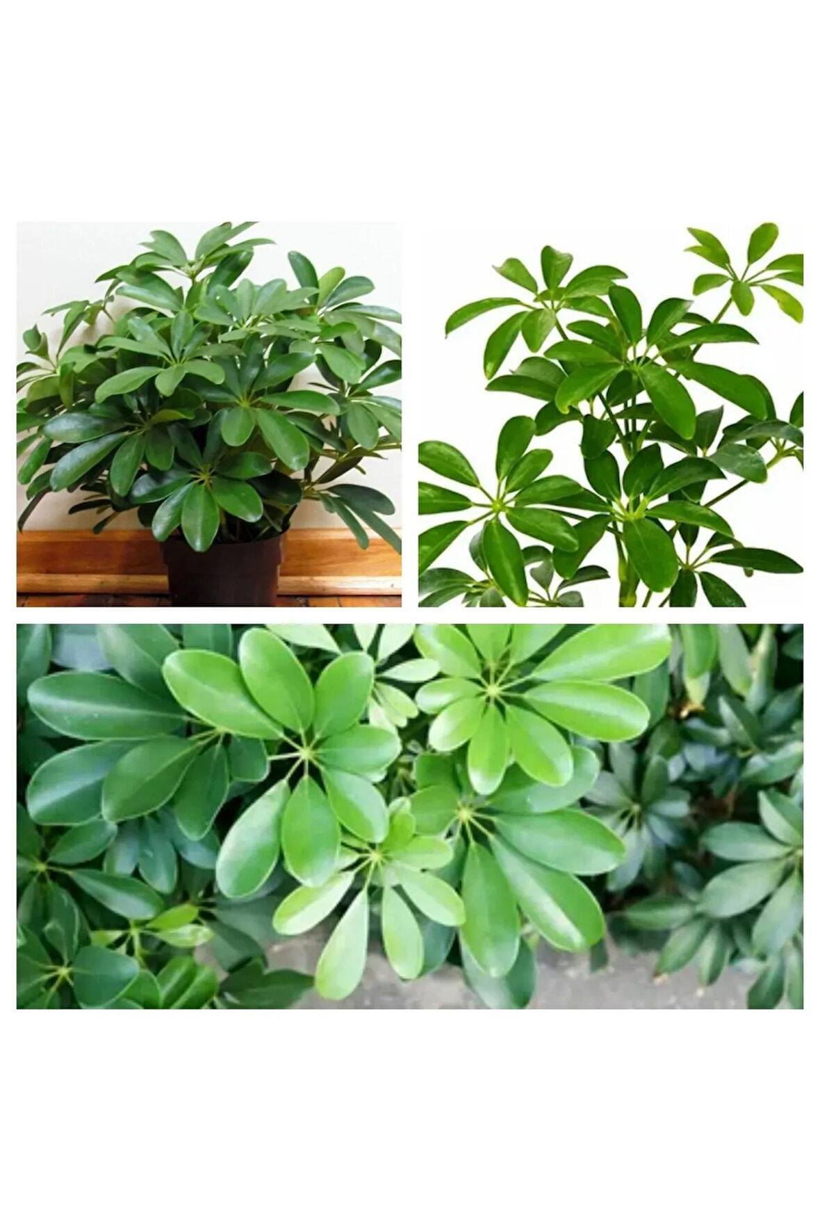 Videolu 2 Dal Yeşil Şeflera Çiçeği 40-80 Cm Saksılı Iç Mekan Bitkileri Schefflera