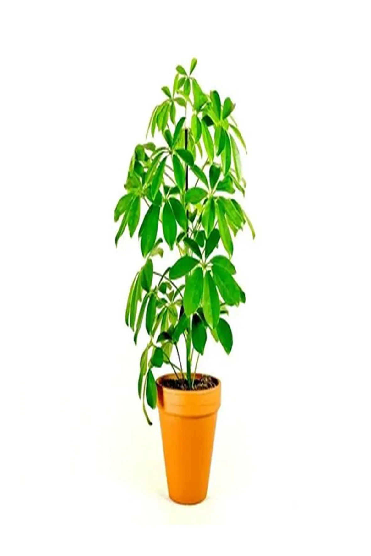 Videolu Tek Dal Yeni Iş Hediyesi Yeşil Şeflera Çiçeği 40-70 Cm Saksılı Iç Mekan Bitki Schefflera