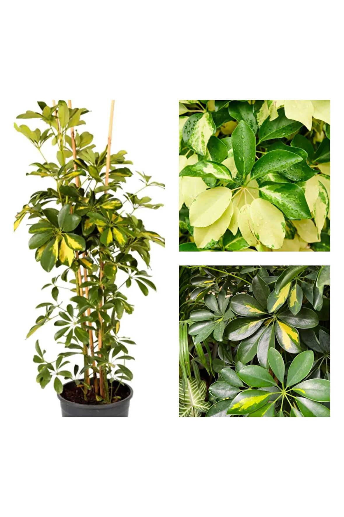 Videolu Çift Dal Yeni Iş Hediyesi Alacalı Şeflera Çiçeği 40-70 Cm Saksılı Iç Mekan Bitki Schefflera