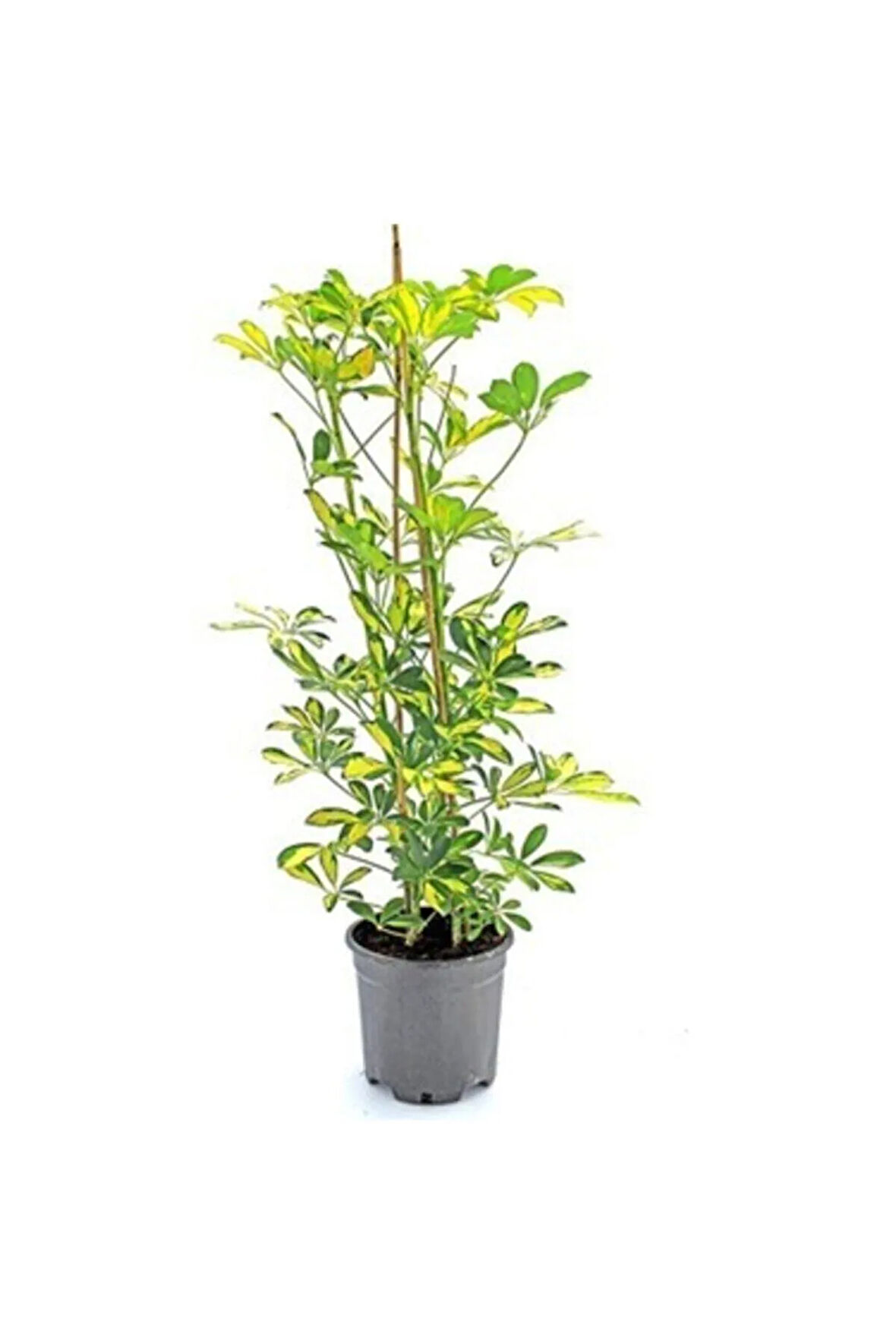 Videolu Çift Dal Ofis Hediyesi Alacalı Şeflera Çiçeği 50-70 Cm Saksılı Iç Mekan Bitki Schefflera