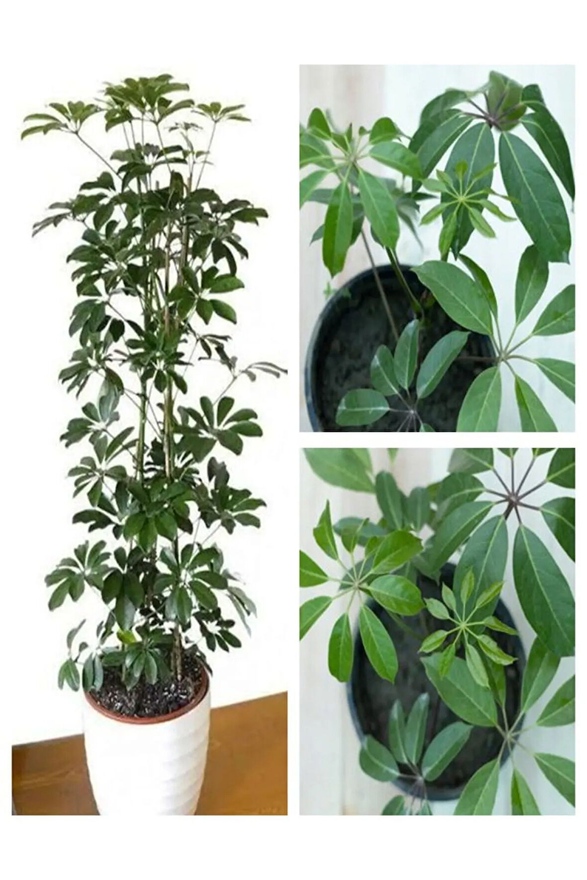 Videolu Tek Dal Tebrik Hediyesi Yeşil Şeflera Çiçeği 50-70 Cm Saksılı Iç Mekan Bitki Schefflera