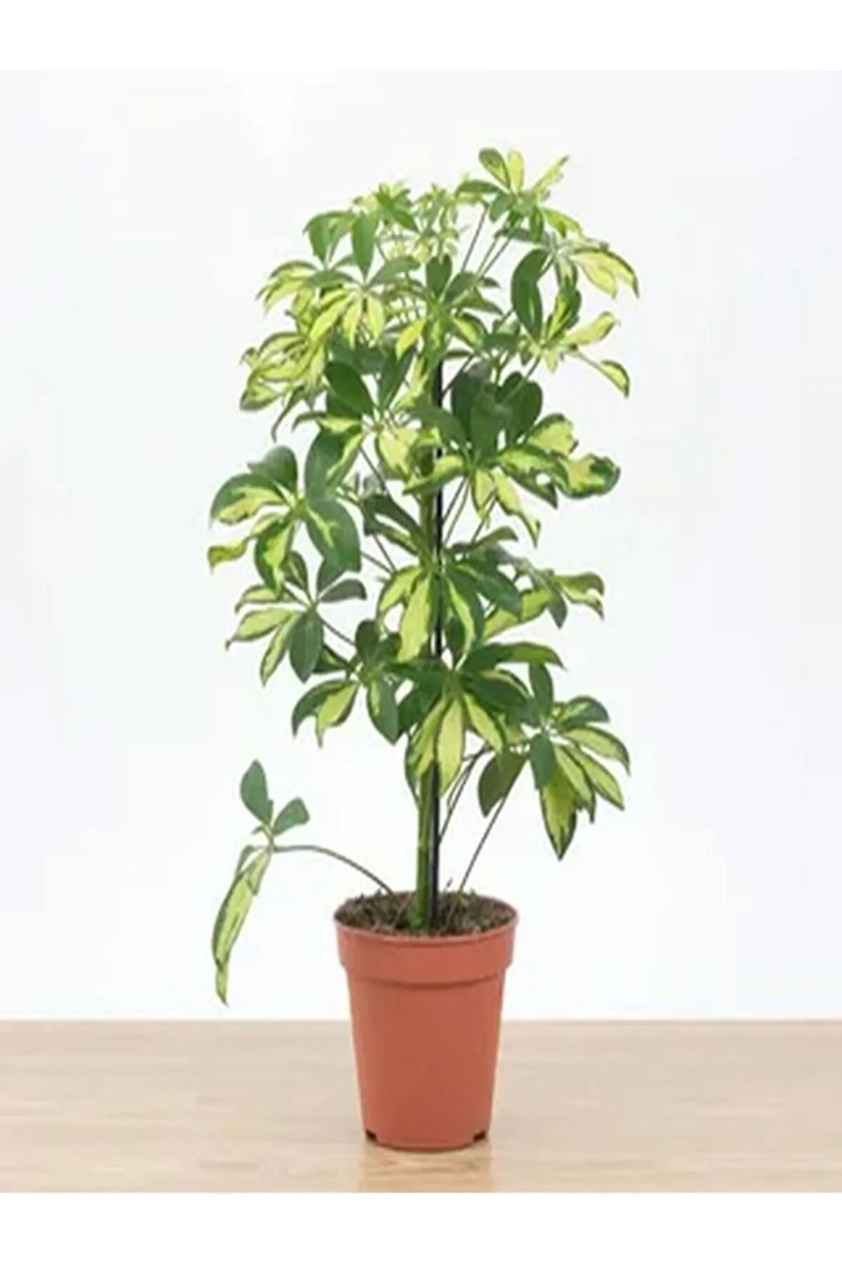 Videolu Tek Dal Ofis Hediyesi Alacalı Şeflera Çiçeği 30-70 Cm Saksılı Iç Mekan Bitki Schefflera