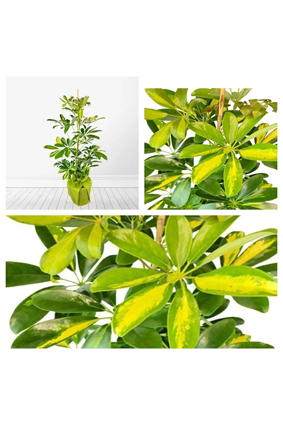 Videolu Çift Dal Ofis Hediyesi Alacalı Şeflera Çiçeği 30-70 Cm Saksılı Iç Mekan Bitki Schefflera