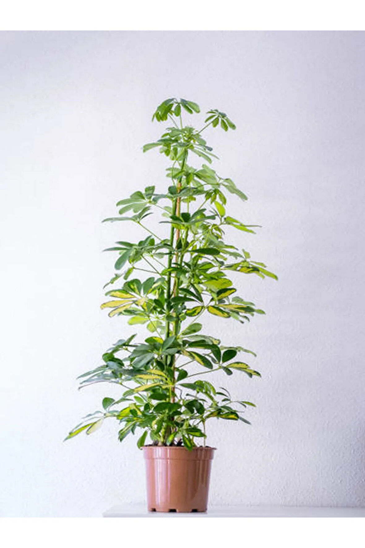 Videolu Çift Dal Şeflera (60 80 CM)1 Adet Saksılı Iç Mekan Biitkiisi Schefflera