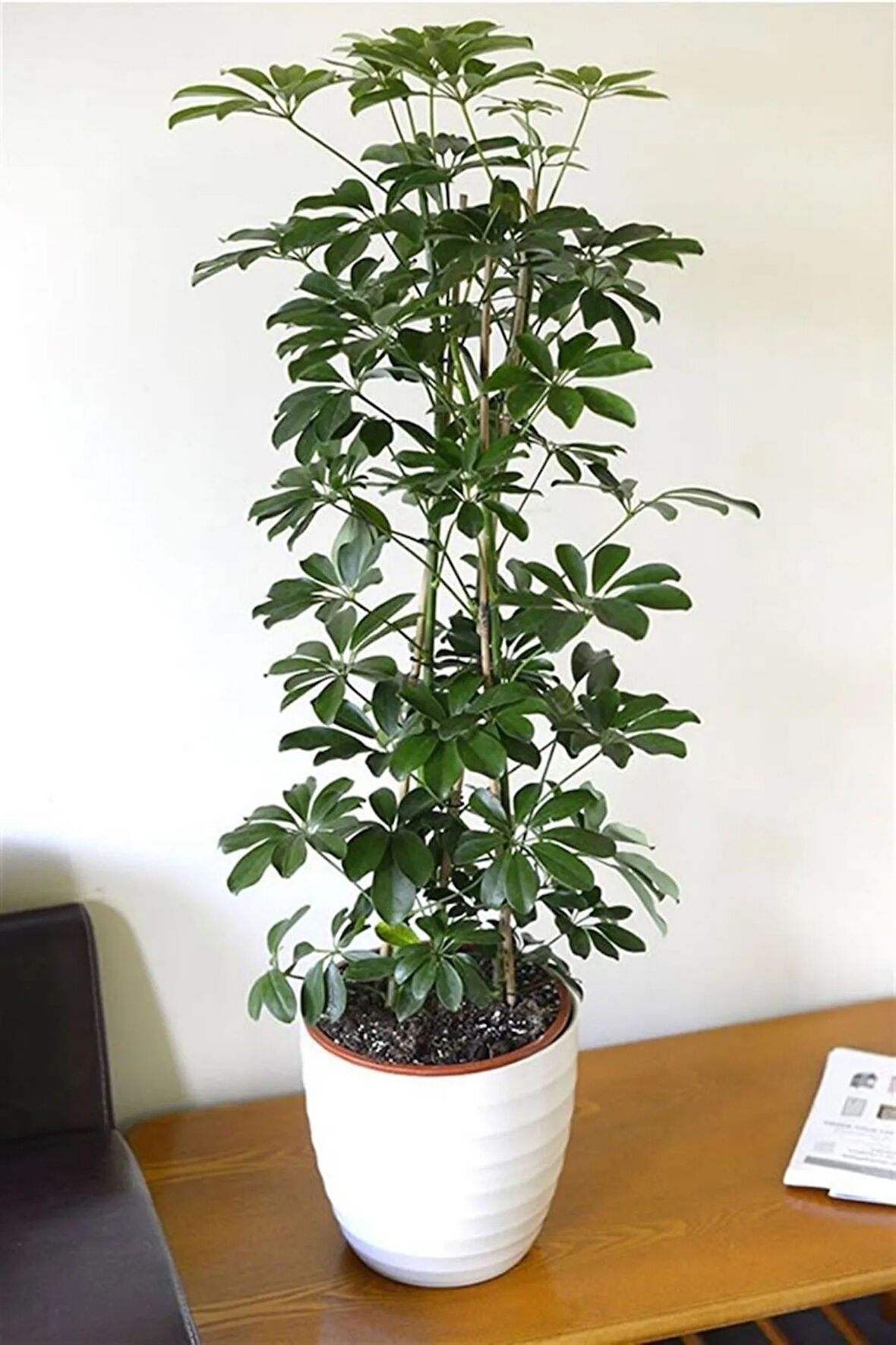 Videolu Yeşil Şeflera Bitkisi (50 80 CM)1 Adet Saksılı Iç Mekan Bitkisi Schefflera