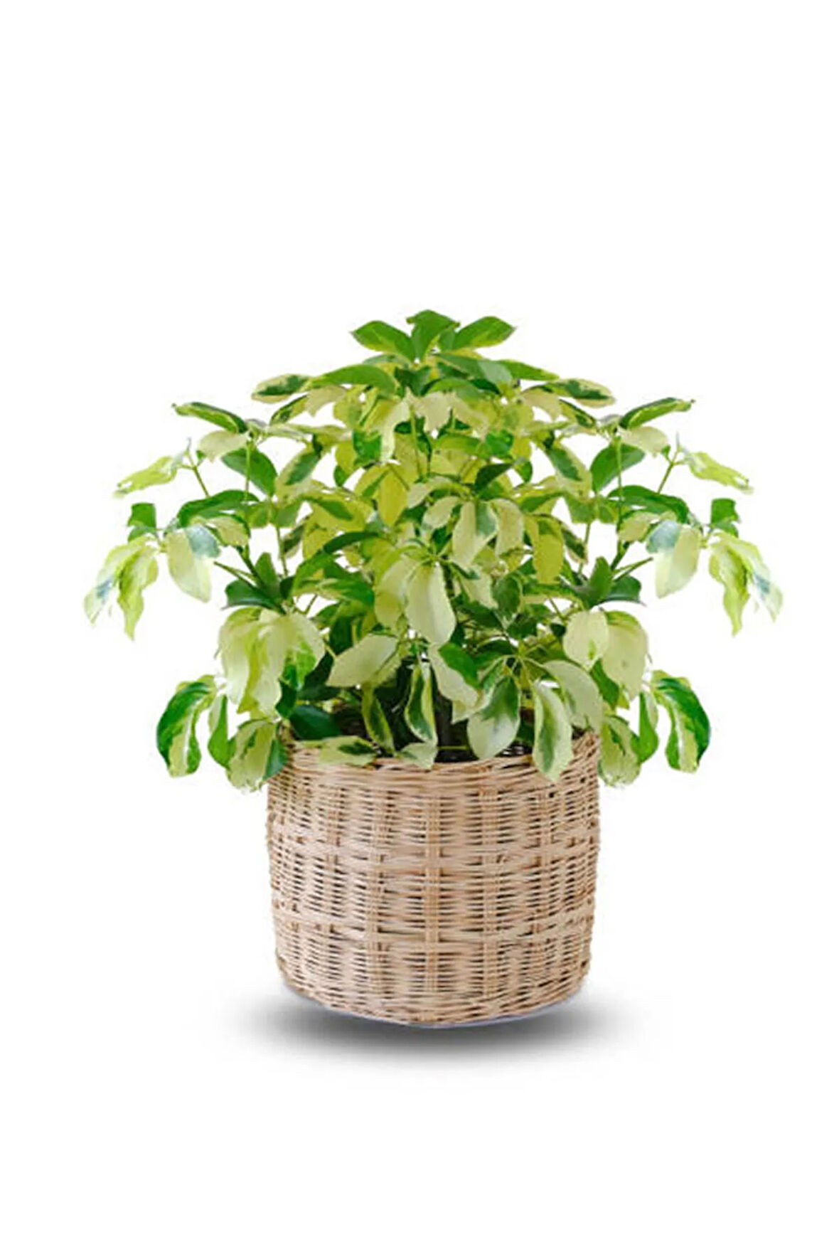 Videolu Alacalı Şeflera Bitkisi (40 60 CM)1 Adet Saksılı Iç Mekan Bitkisi Schefflera