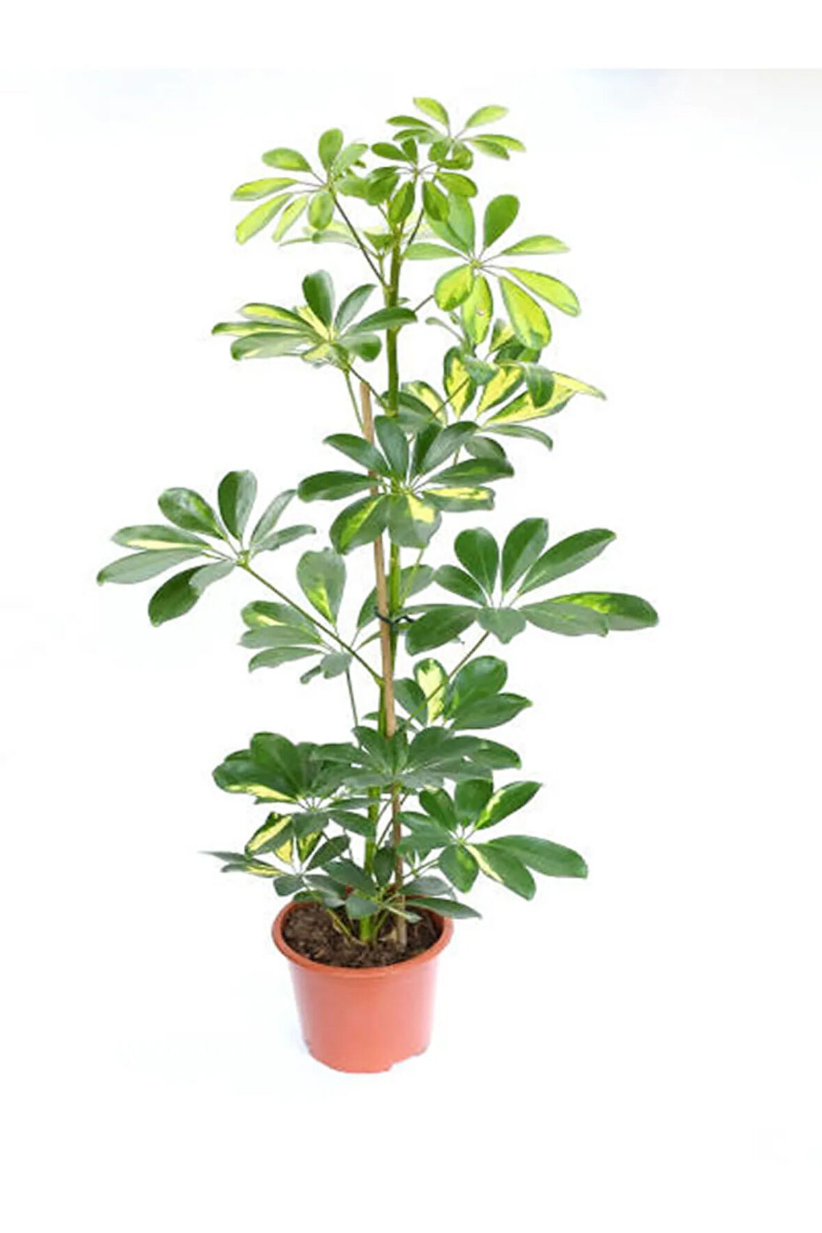 Videolu 5 Parmak Şeflera Bitkisi (60 80 CM)1 Adet Saksılı Iç Mekan Bitkisi Schefflera