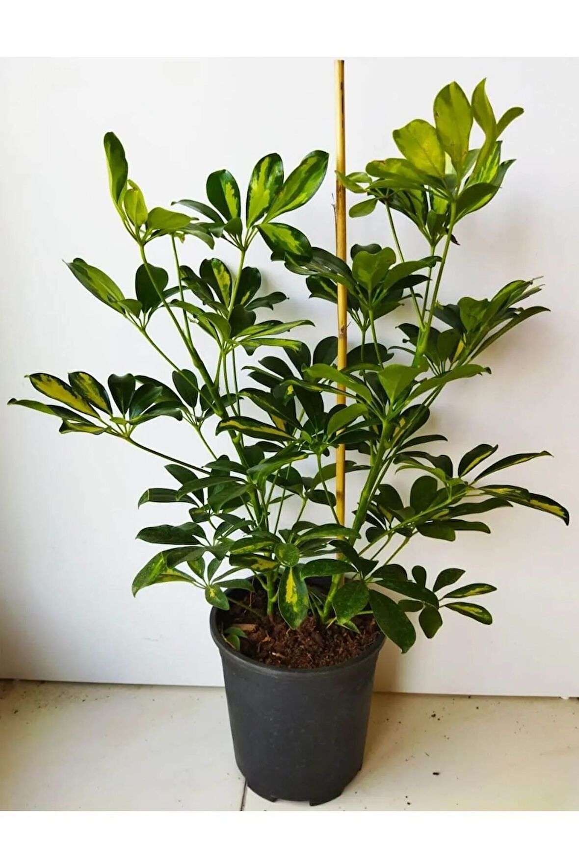 Videolu 5 Parmak Şeflera Çiçeği Çift Dallı (80 100 CM)1 Adet Saksılı Iç Mekan Bitkisi Schefflera