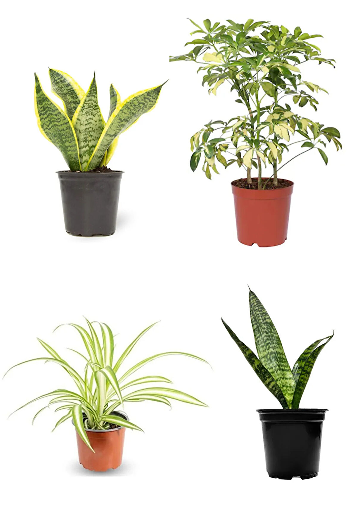 Videolu 4'lü Paşa Kılıcı/sarılı Paşa Kılıcı/kurdela Çiçeği 25-40cm Tek Dal Alacalı Şeflera30-60 Cm