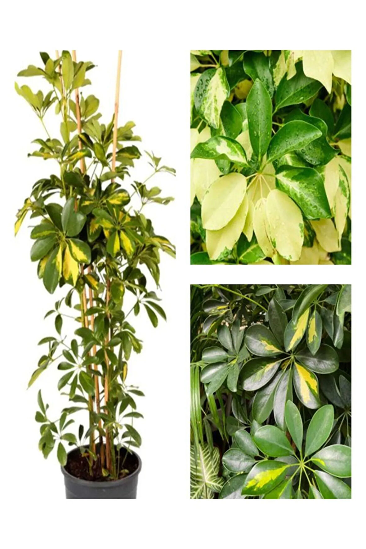 Videolu 1 Adet Alacalı Şeflera Çiçeği Bitkisi 100 Cm Saksılı Iç Mekan Bitkisi (SCHEFFLERA)