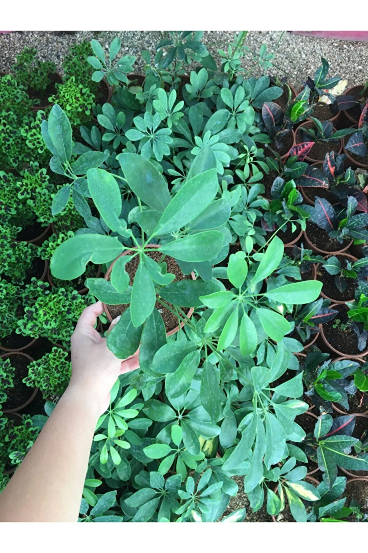 Salon Bitkileri Şeflera Bitkisi