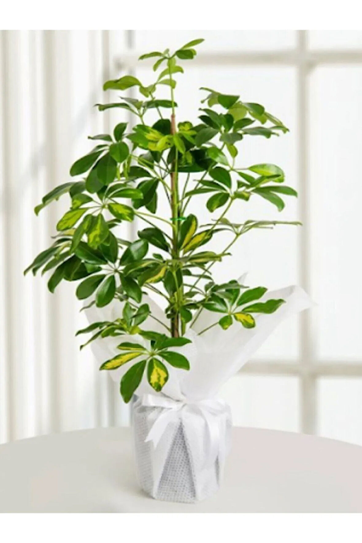 Videolu 1 Adet Alacalı Yapraklı Şeflera Çiçeği 40-110 Cm Saksılı Iç Mekan Bitkileri Schefflera