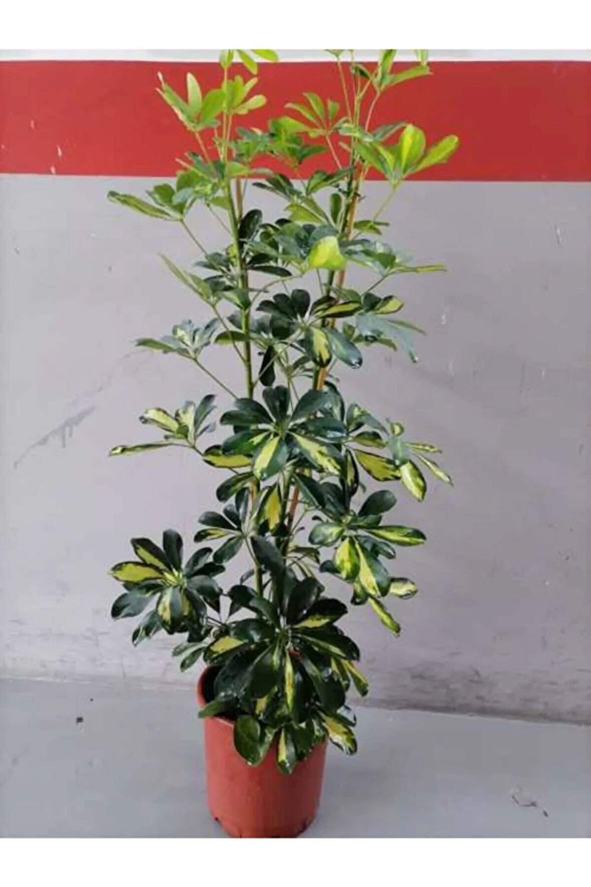 Şeflera 2 Köklü Canlı Topraklı Bitki