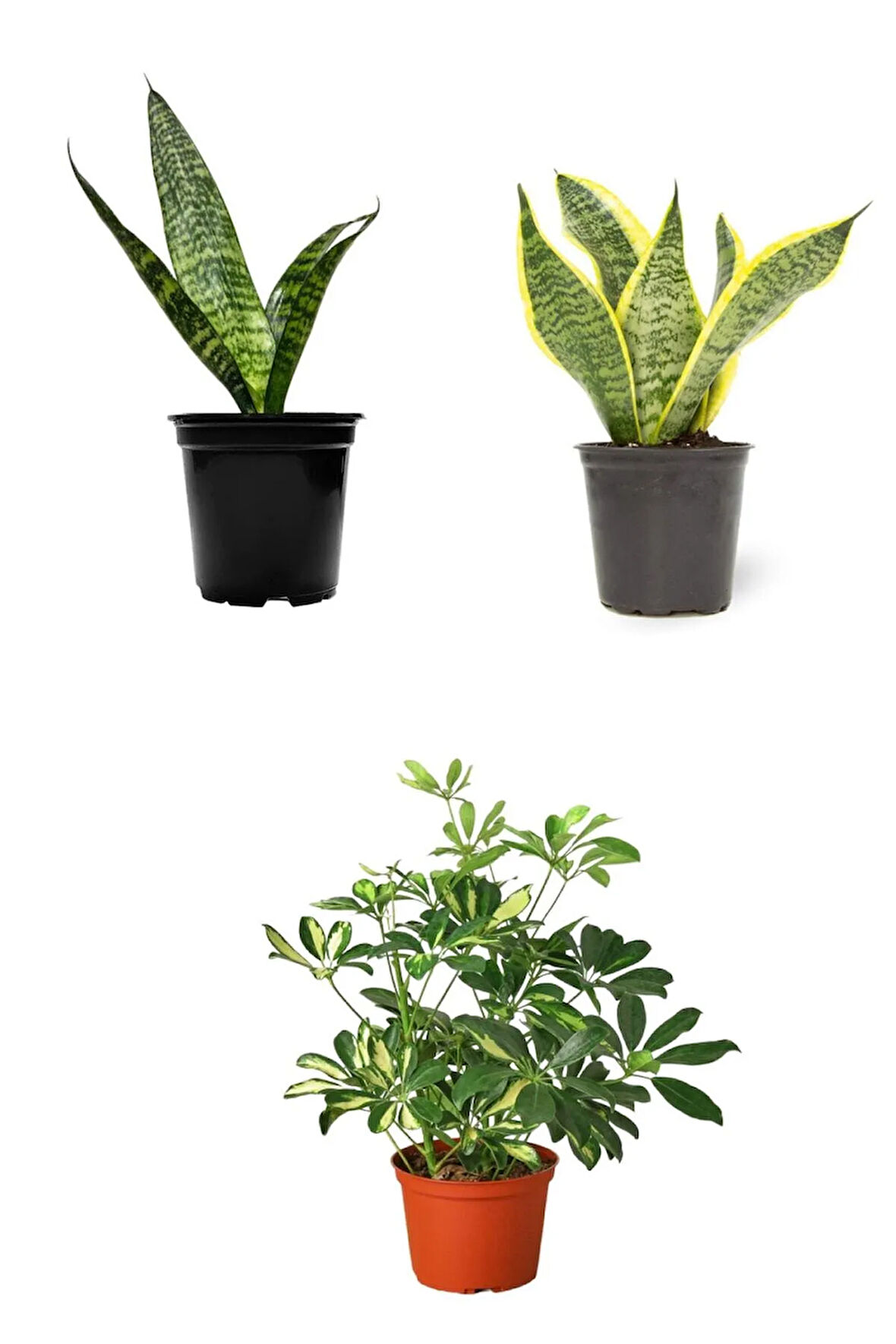 Videolu 3'lü Set Paşa Kılıcı/sarılı Paşa Kılıcı/alacalı Şeflera 30-60cm Saksılı Iç Mekan Bitkileri