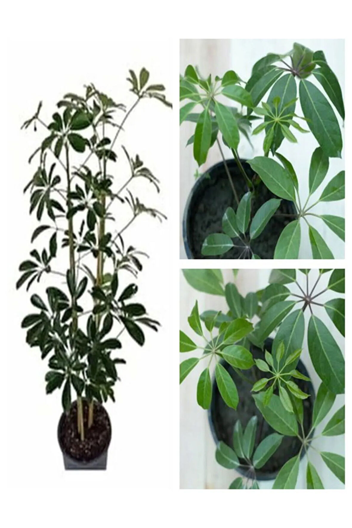 Videolu 1 Adet Çift Dal Yeşil Şeflera Çiçeği Bitkisi 60-80cm Saksılı Iç Mekan Bitkileri (SCHEFFLERA)