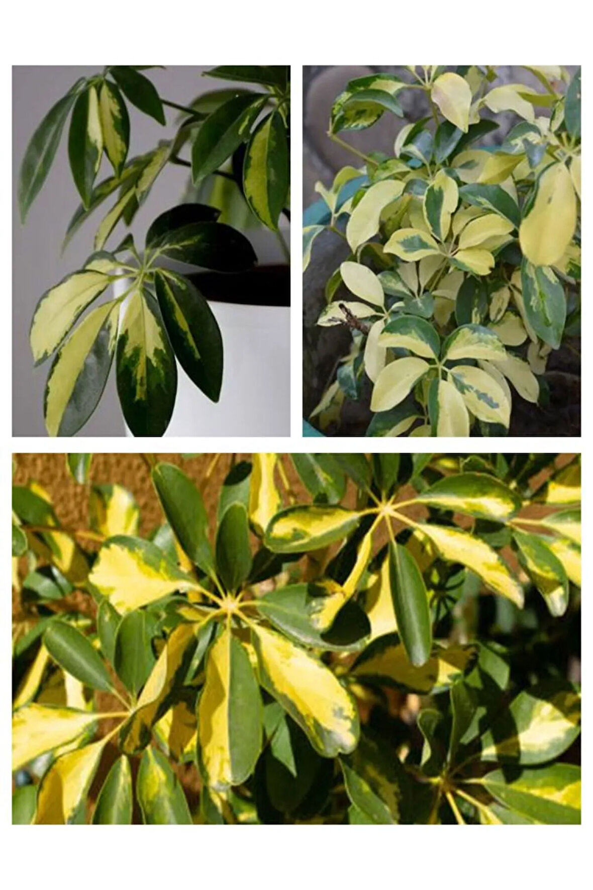 Videolu 2 Dal Alacalı Şeflera Çiçeği 45-80 Cm Saksılı Iç Mekan Bitkileri (SCHEFFLERA)