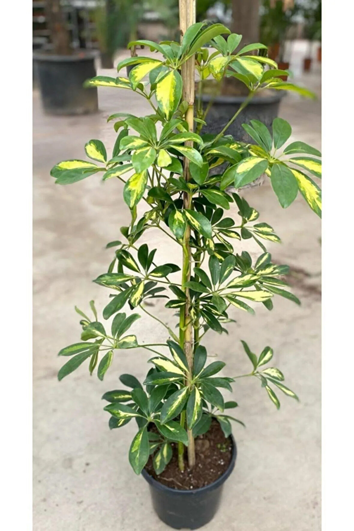 Videolu Tek Dal Alacalı Şeflera Çiçeği 45-95 Cm Saksılı Iç Mekan Bitkileri Schefflera