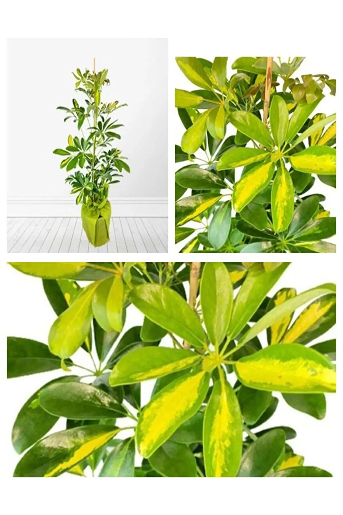 Videolu Tek Dal Alacalı Şeflera Çiçeği 40-100 Cm Saksılı Iç Mekan Bitkileri Schefflera