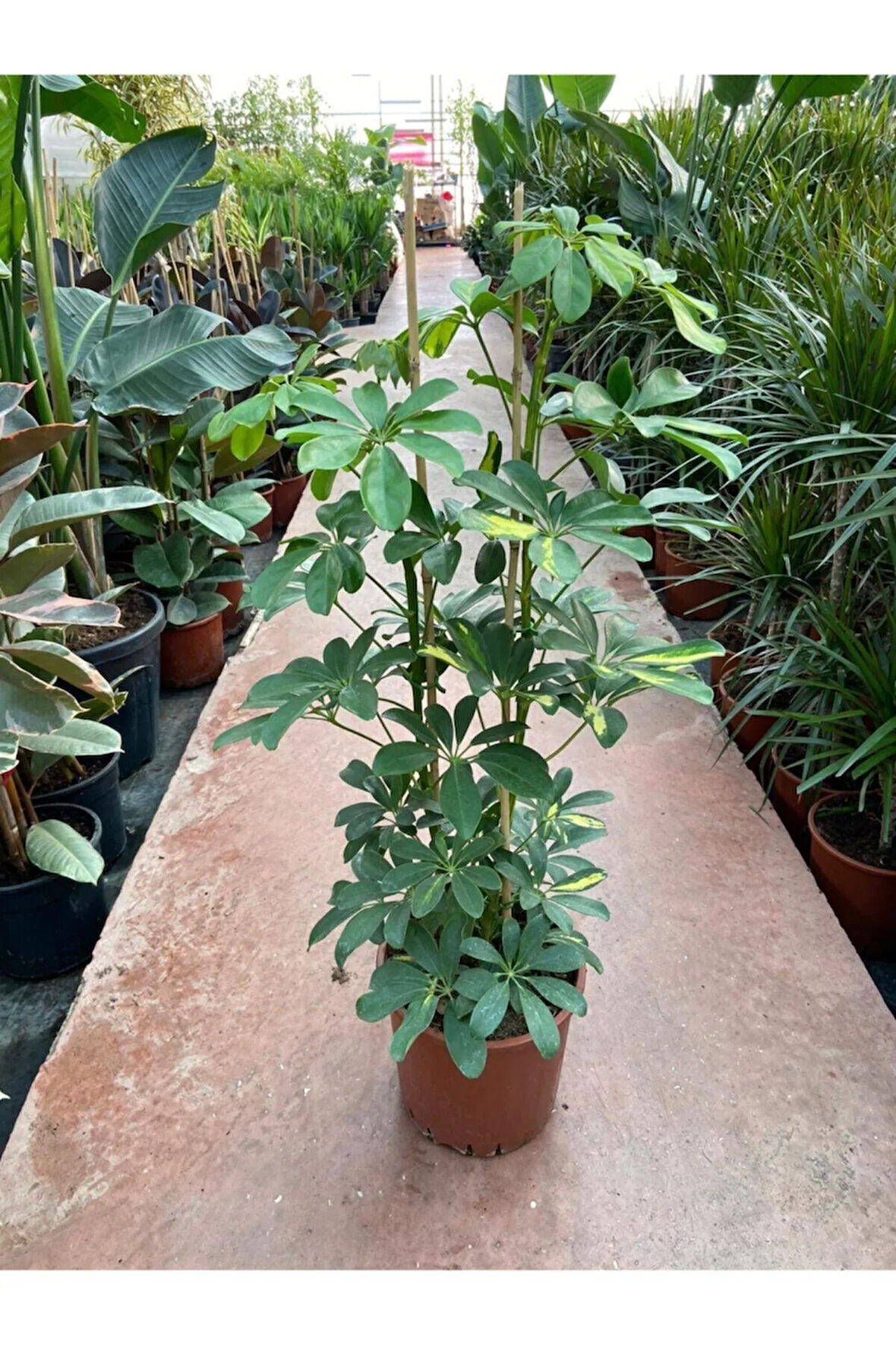 Videolu Çift Dal Alacalı Şeflera Çiçeği Bitkisi 55-90cm Saksılı Iç Mekan Bitkileri Schefflera