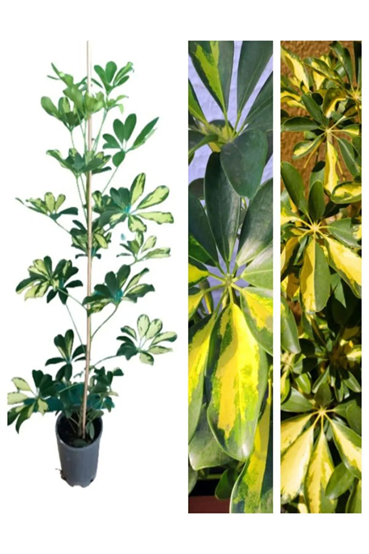 Videolu Tek Dal Alacalı Şeflera Çiçeği 50-90 Cm Saksılı Iç Mekan Bitkileri (SCHEFFLERA)