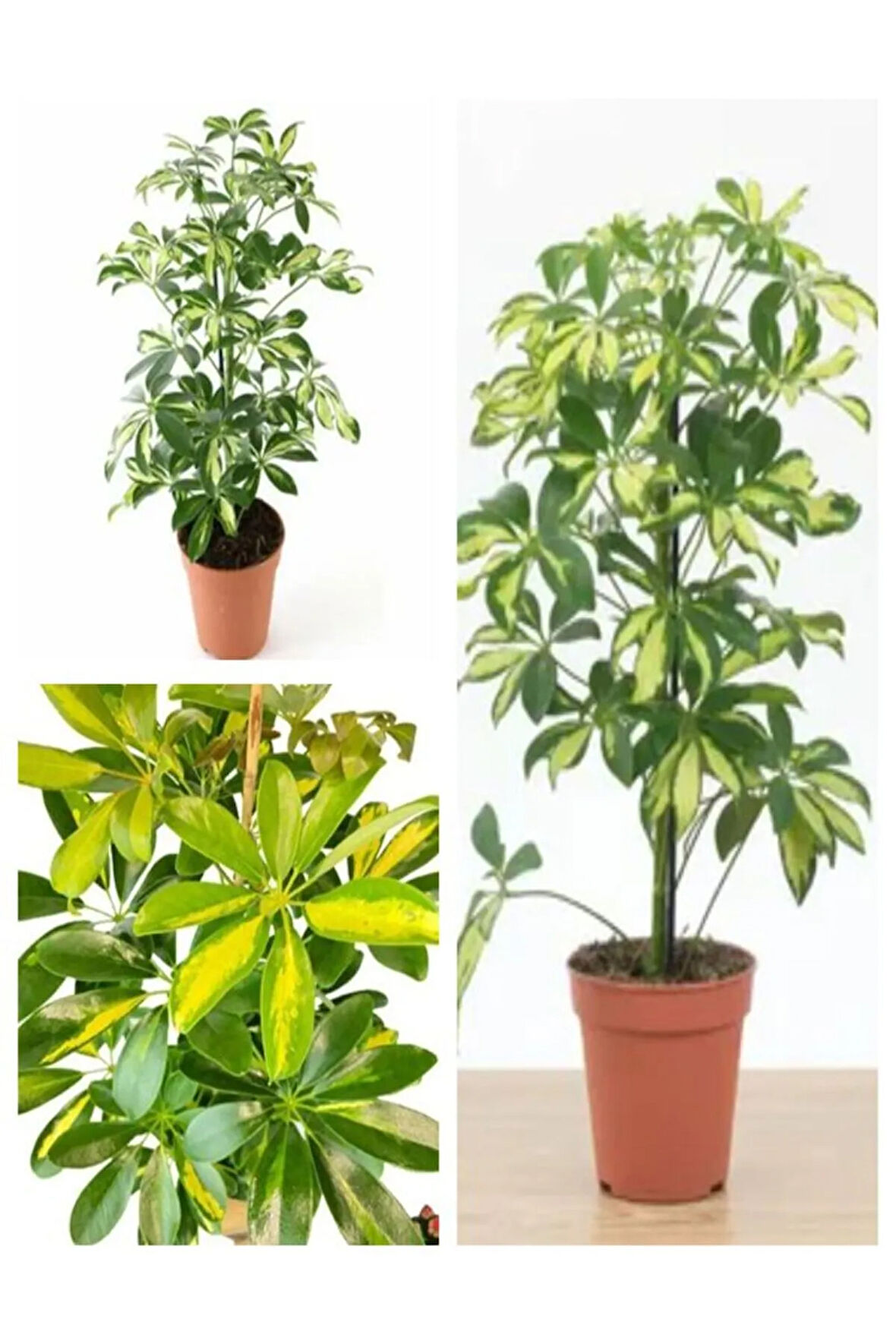 Videolu Harika Görünüm Tek Dal Alacalı Şeflera Çiçeği 40-90 Cm Saksılı Iç Mekan Bitk(SCHEFFLERA)