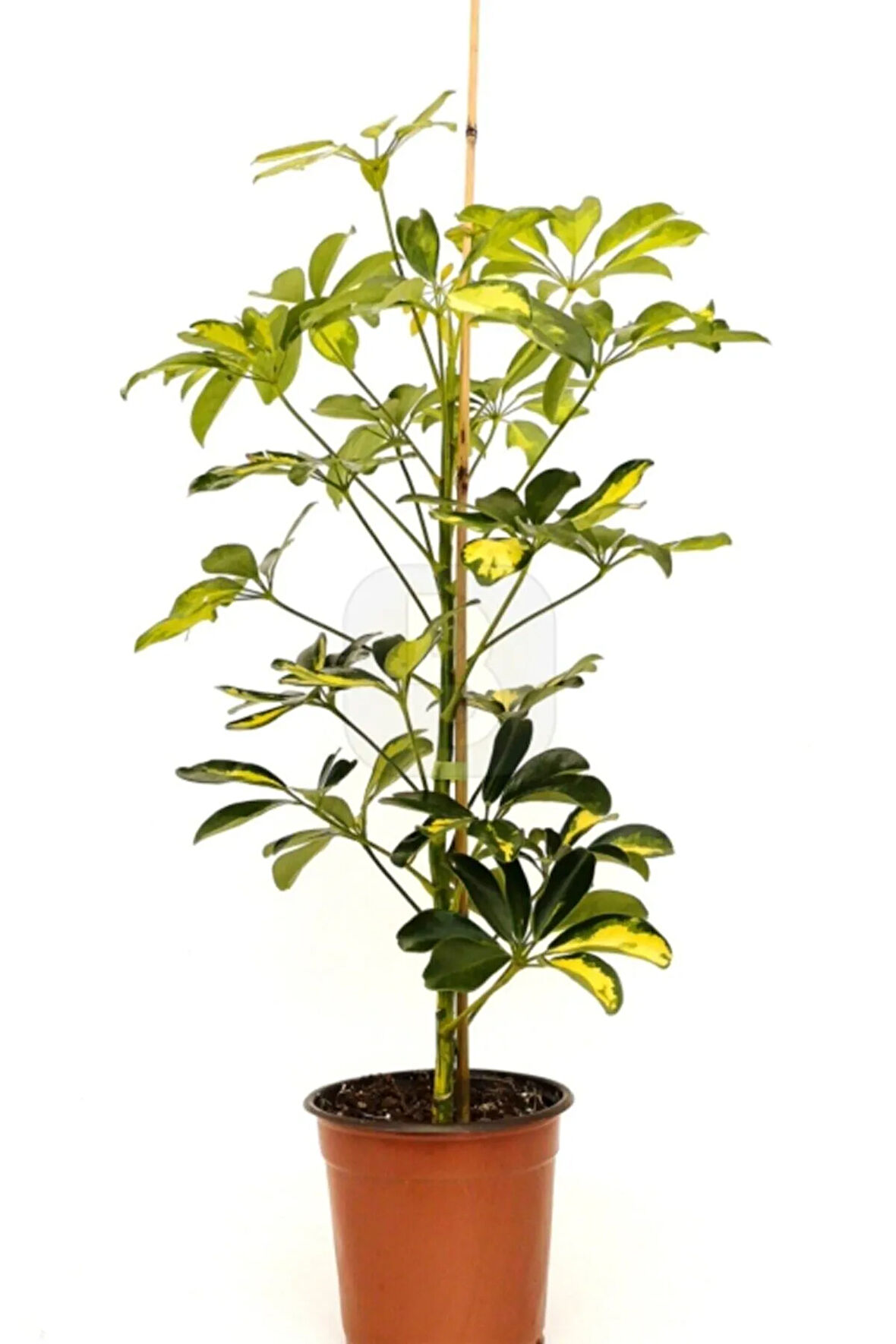 Şeflera Tek Gövdeli 50-70cm