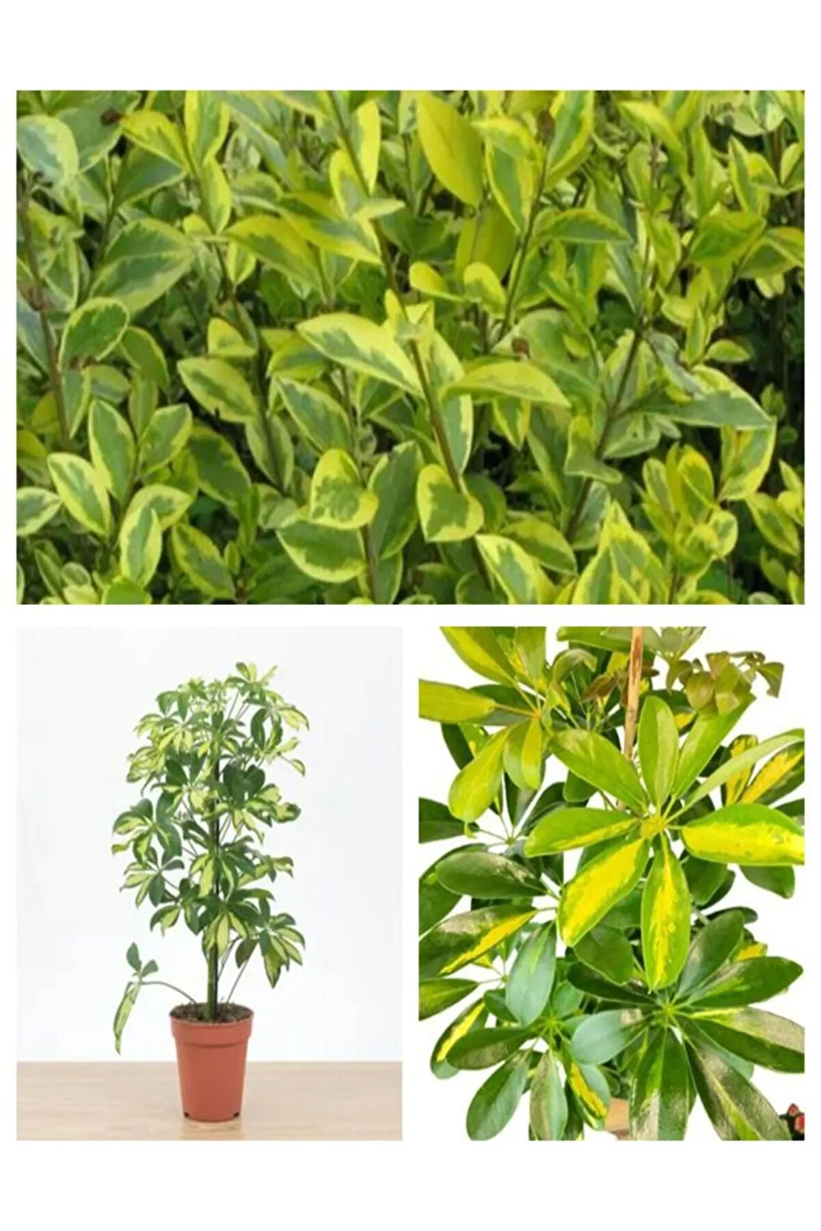 Videolu Çift Dal Alacalı Şeflera Çiçeği 50-80 Cm Saksılı Iç Mekan Bitkileri (SCHEFFLERA)