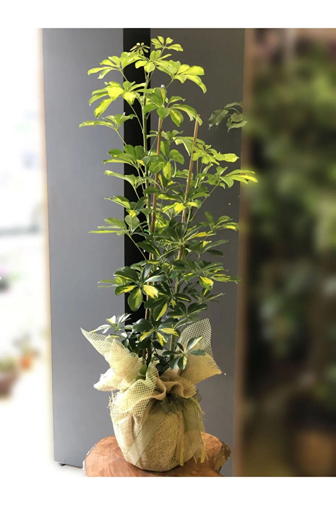 Videolu Çift Dal Alacalı Şeflera Çiçeği 50-80 Cm Saksılı Iç Mekan Bitkileri (SCHEFFLERA)